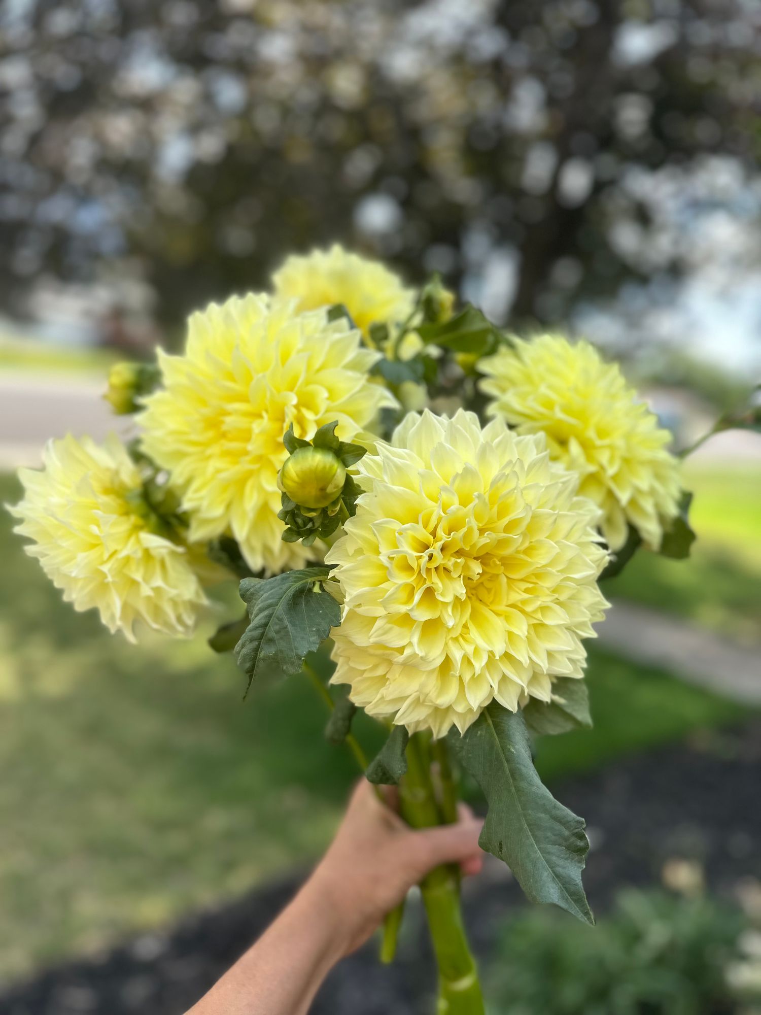 DAHLIA Dinner Plate