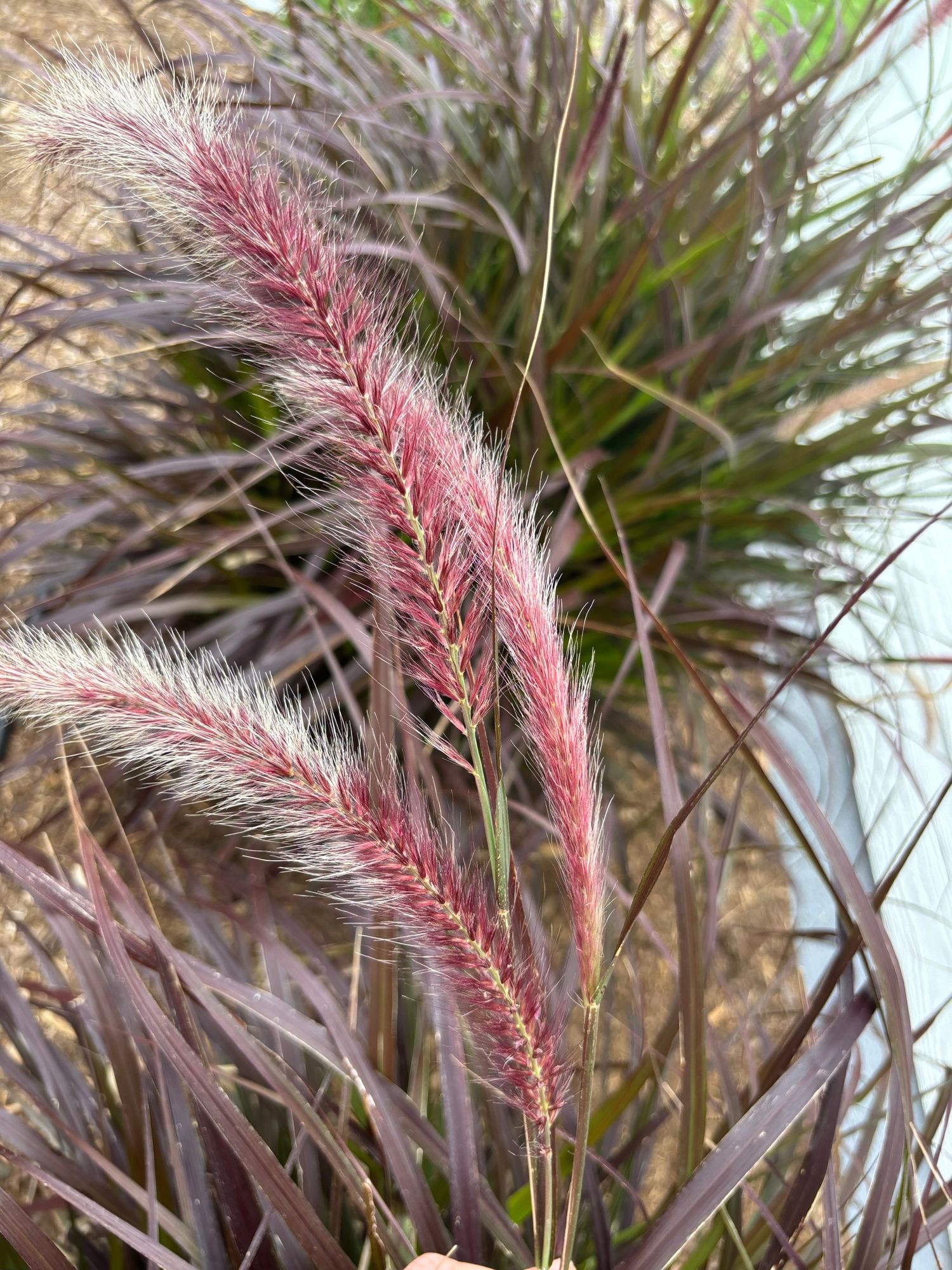 PENNISETUM alopecuroides