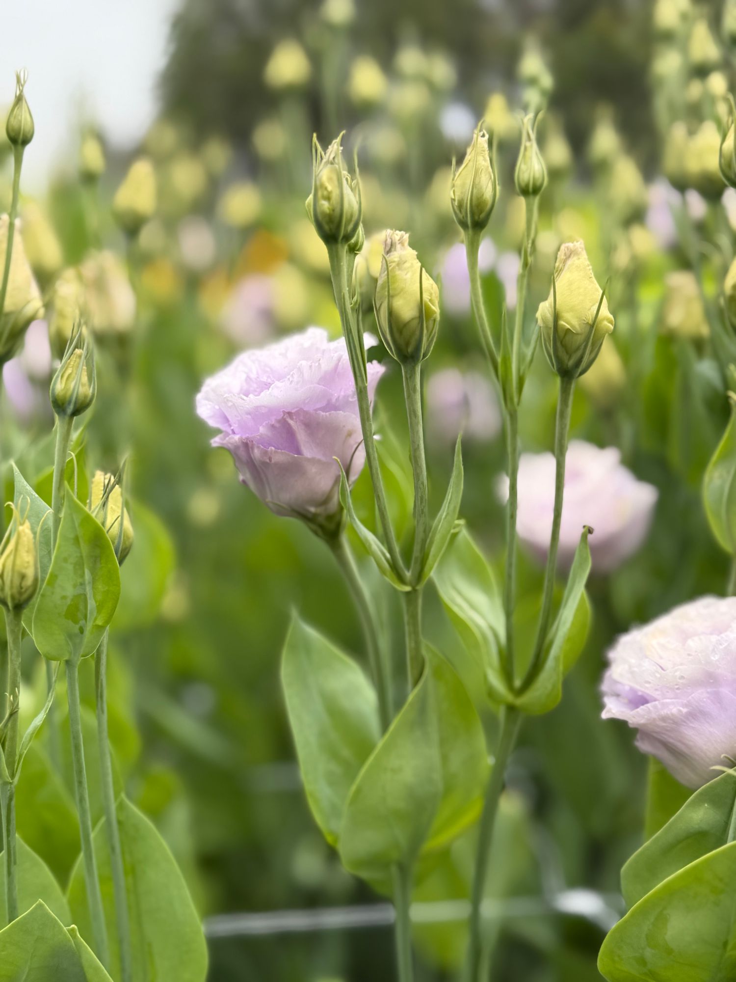 EUSTOMA grandiflorum Voyage Lavender