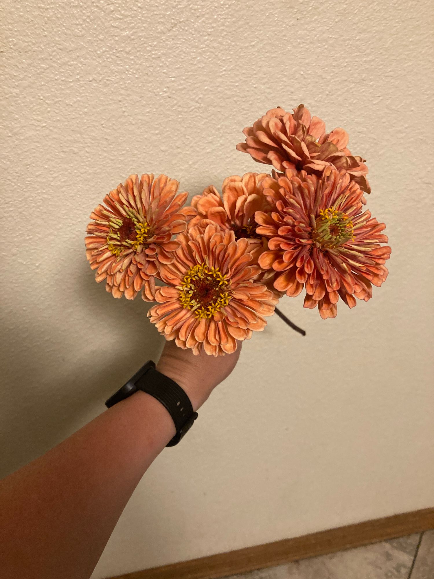 ZINNIA elegans Benarys Giant Coral