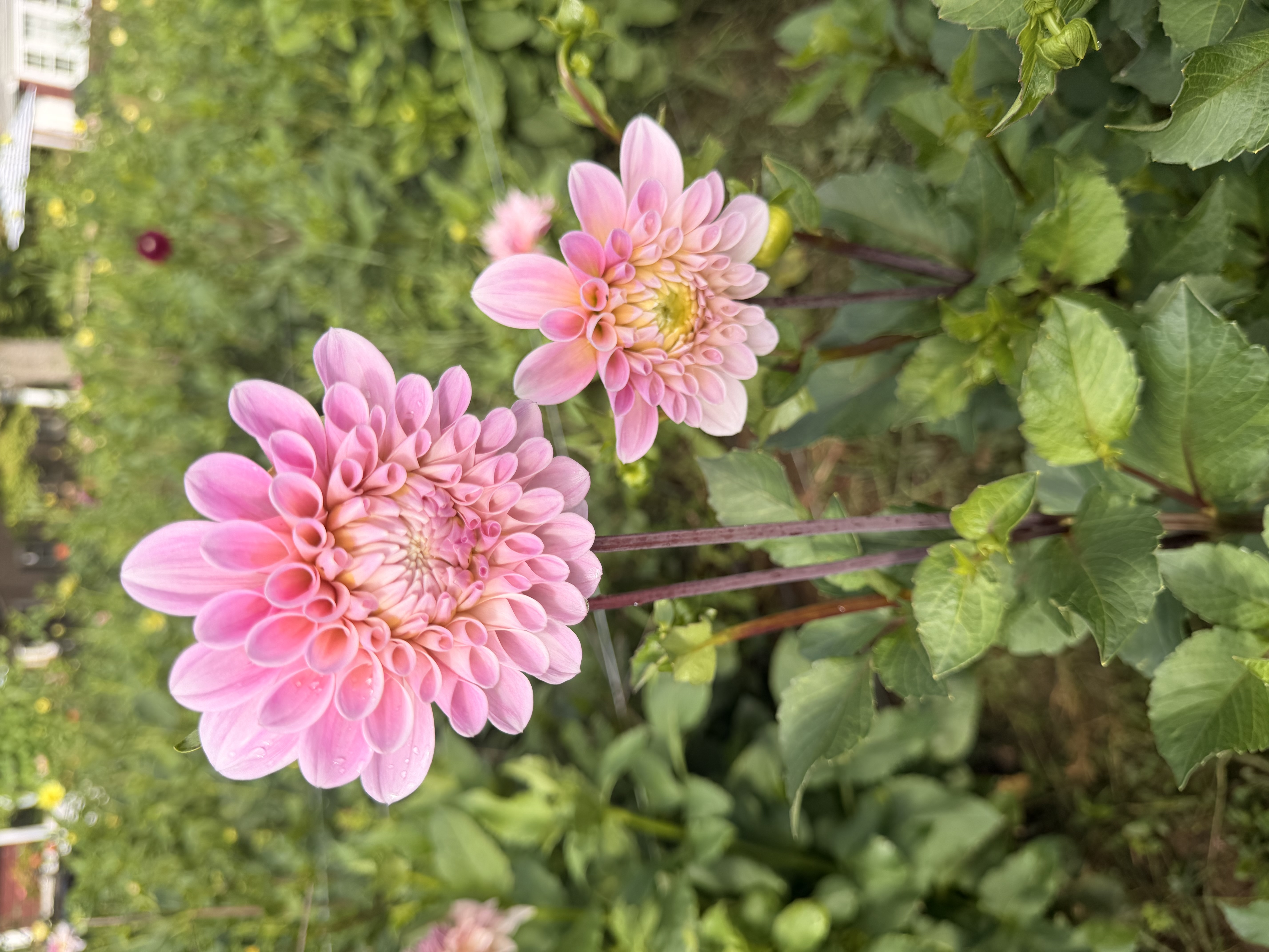 DAHLIA Lady Nathalie