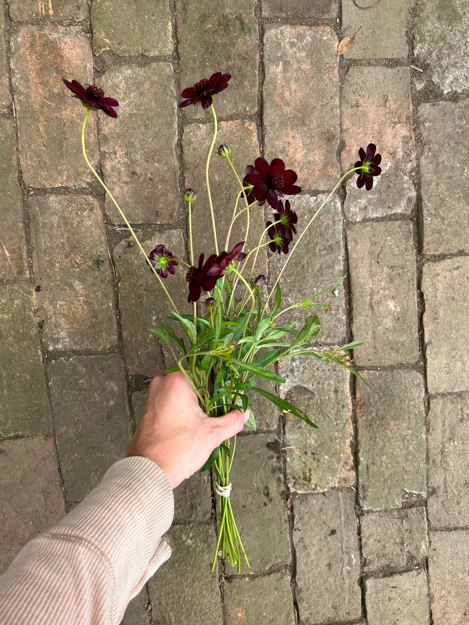 COSMOS atrosanguineus New Choco