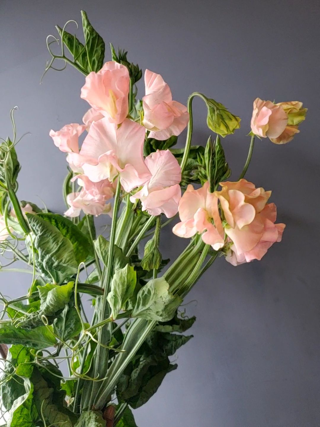 LATHYRUS odoratus
