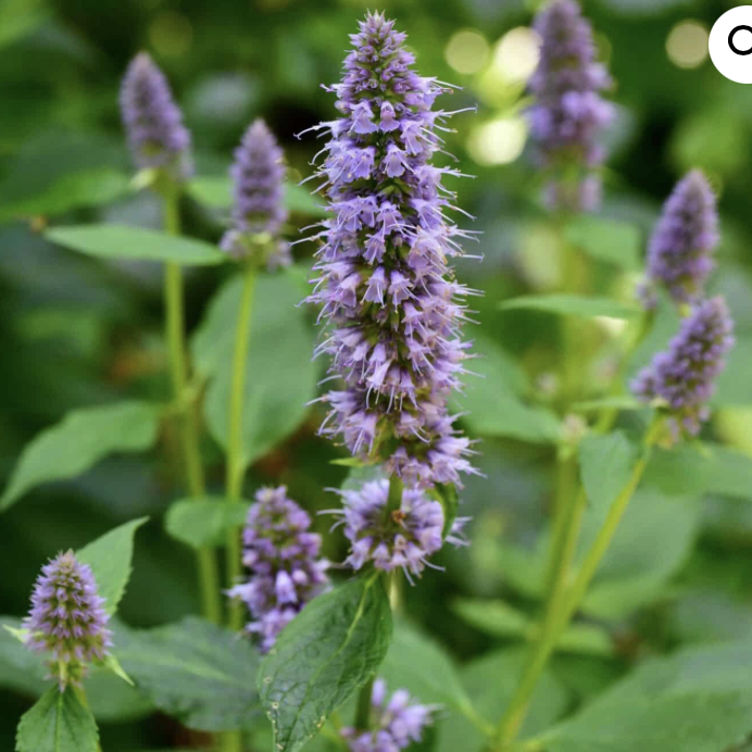 AGASTACHE x Blue Fortune