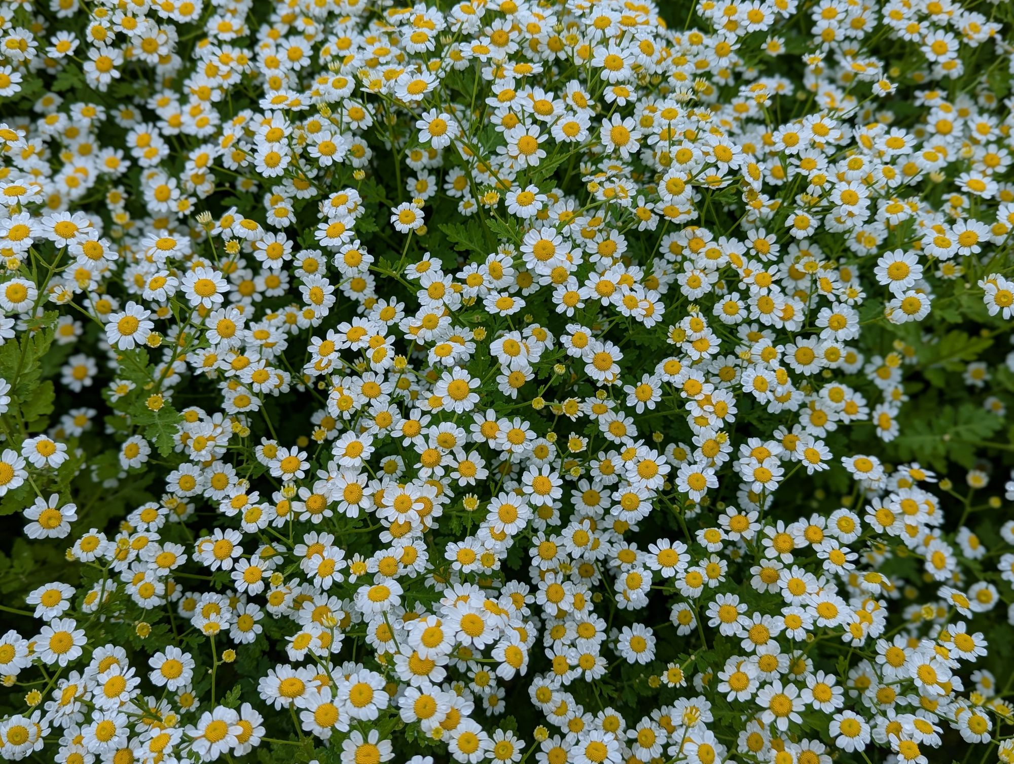 TANACETUM parthenium Magic Single