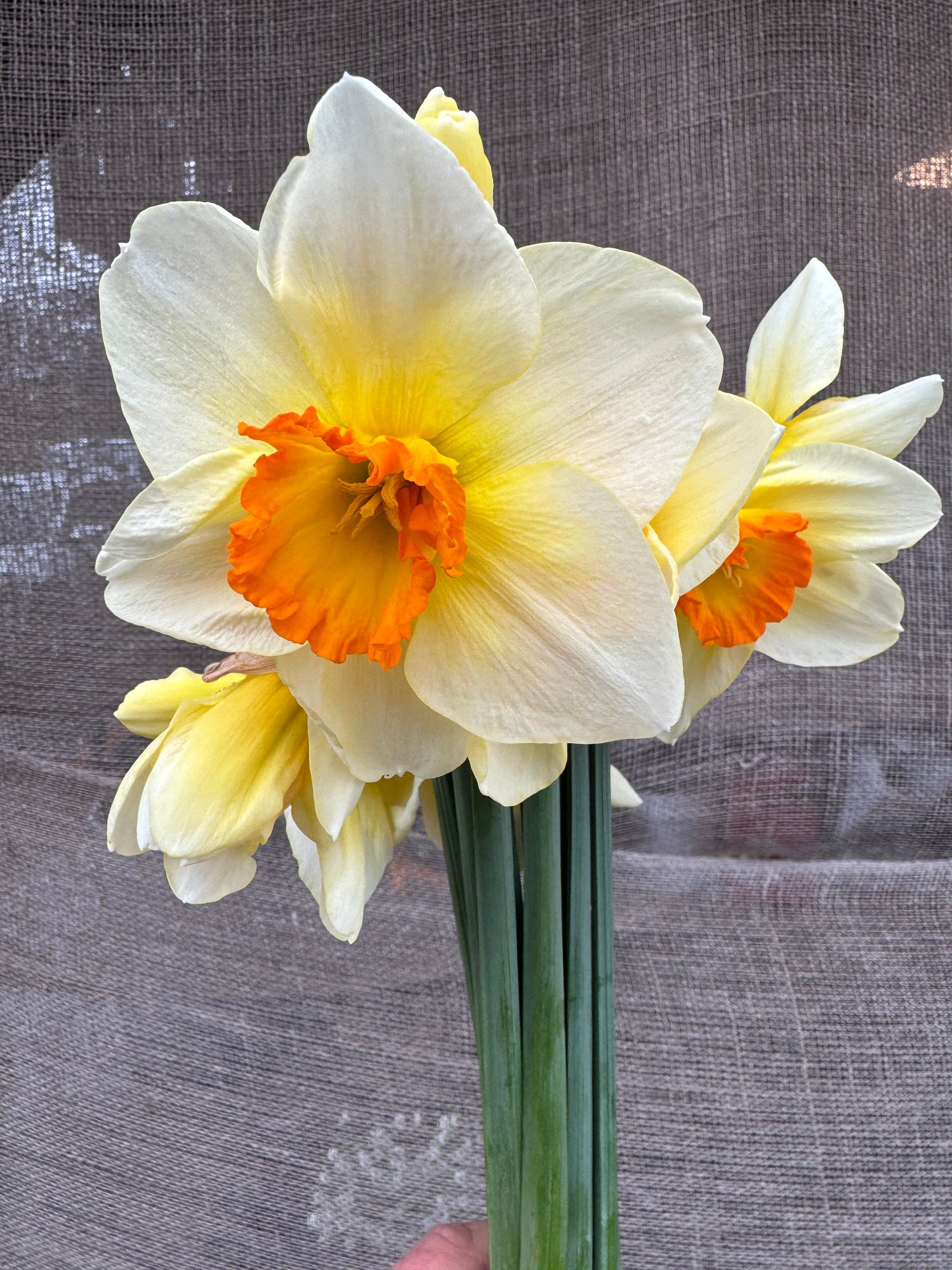 NARCISSUS Bellisana