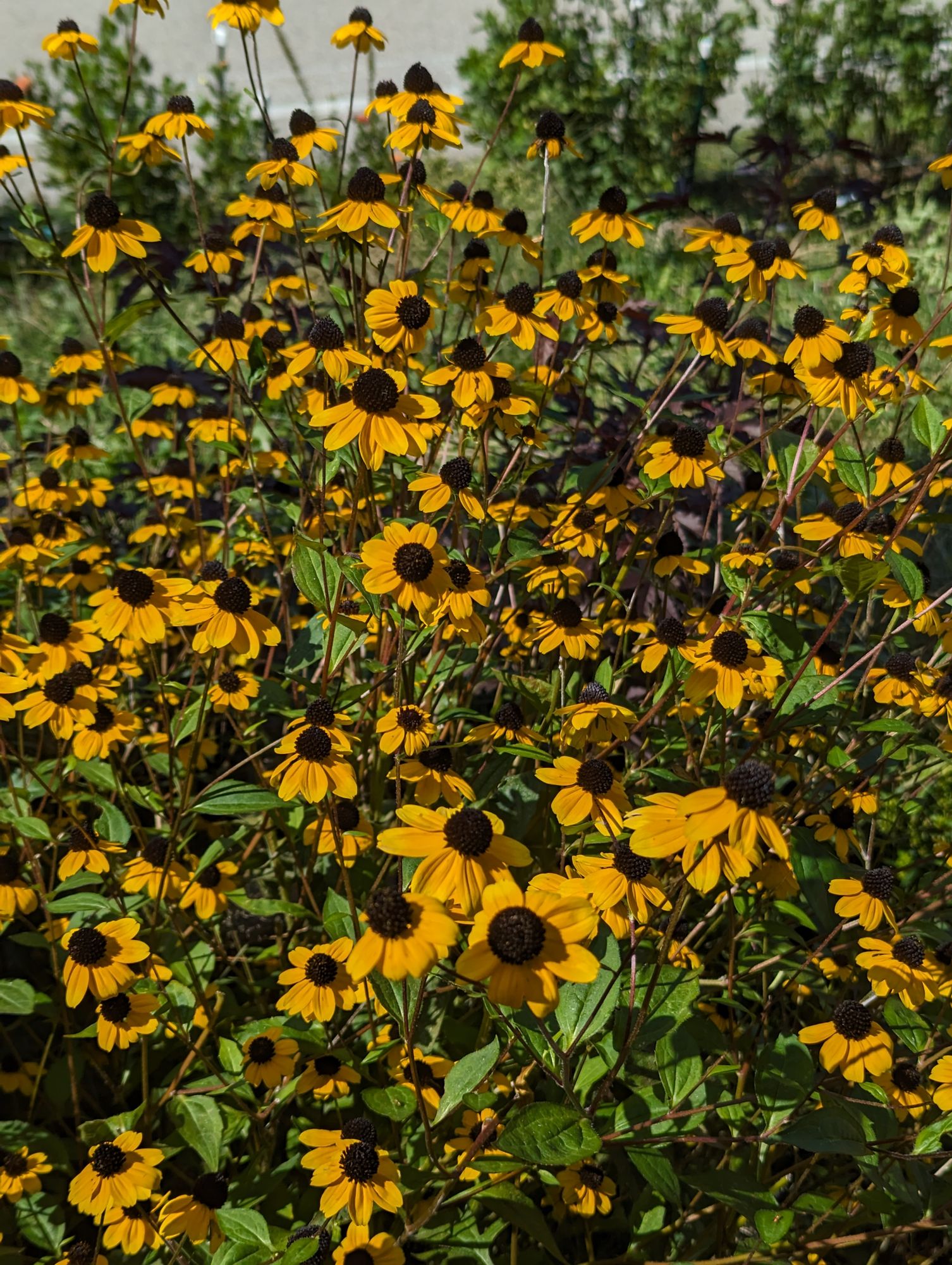 RUDBECKIA triloba