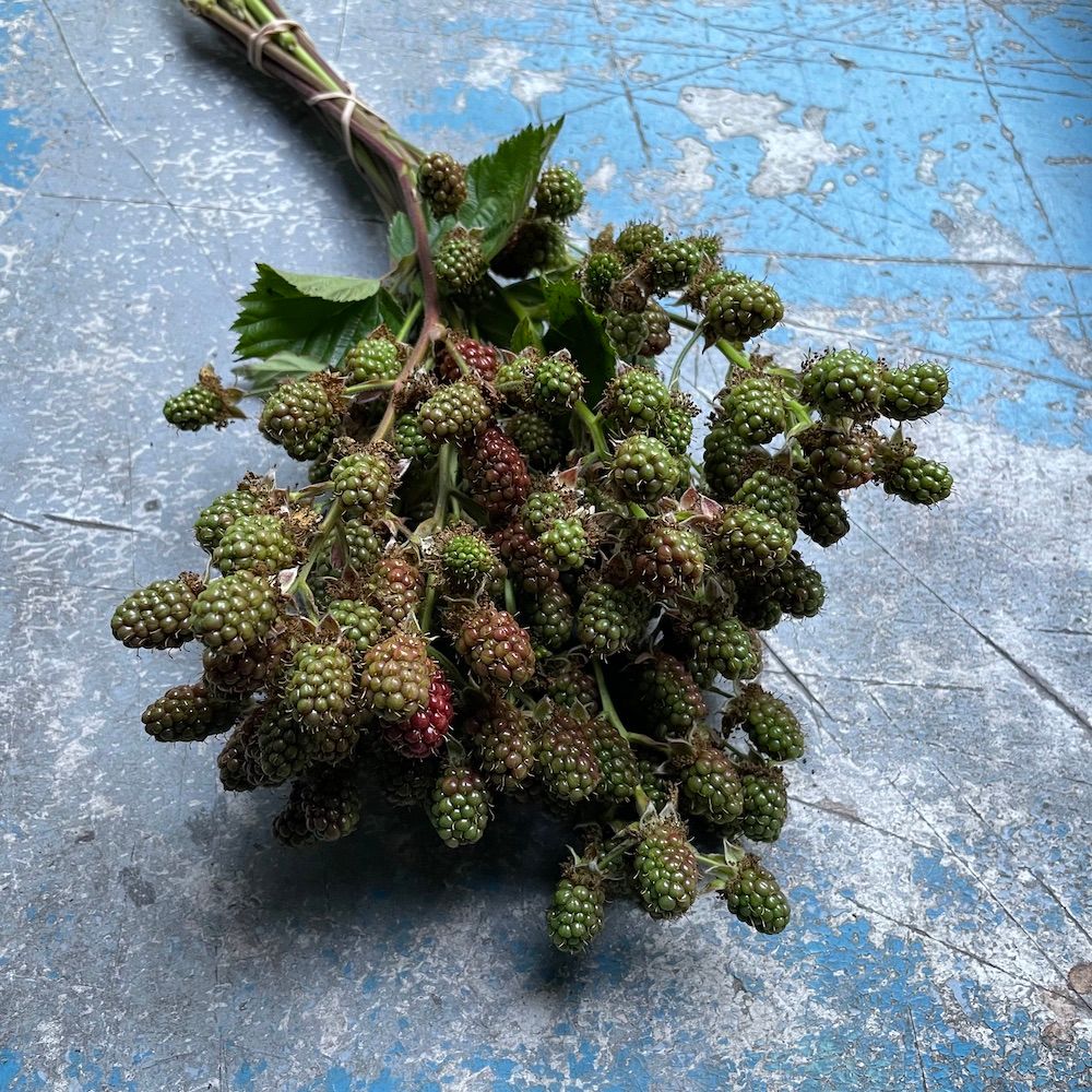 RUBUS fruticosus