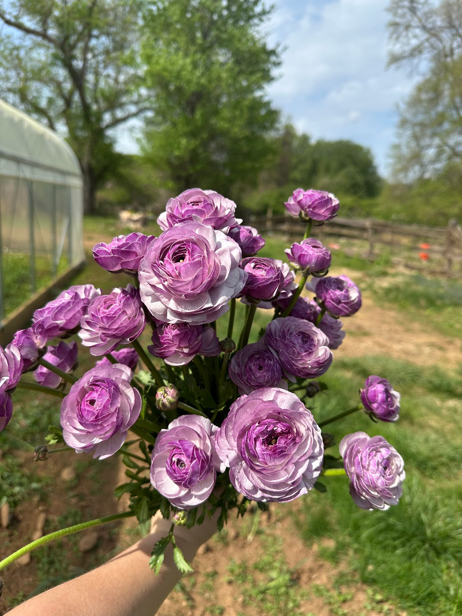 RANUNCULUS Cloni Success Nonno Antonio