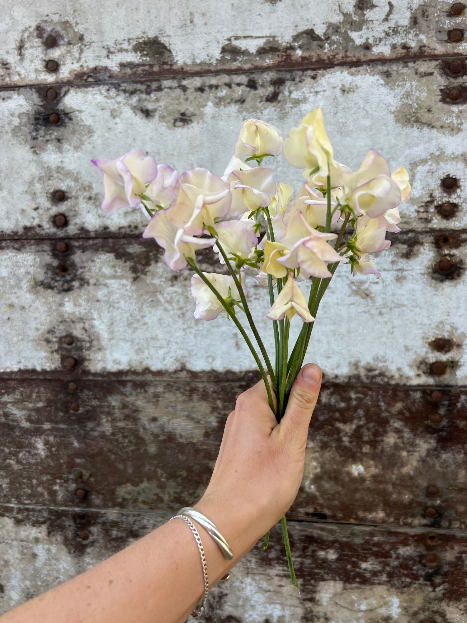 LATHYRUS odoratus