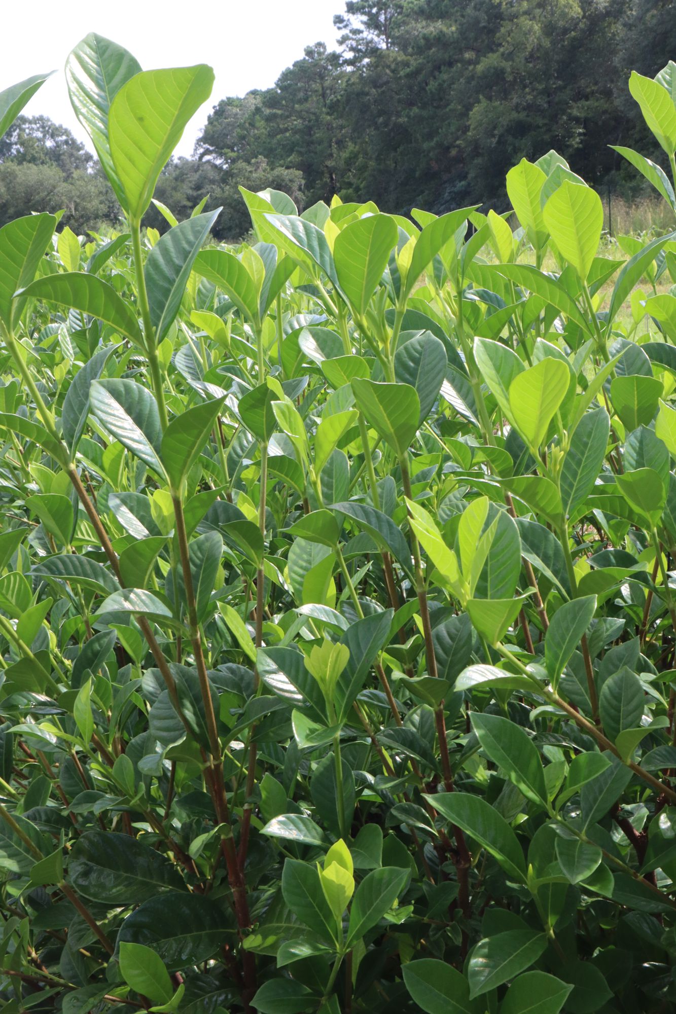 GARDENIA jasmoinoides