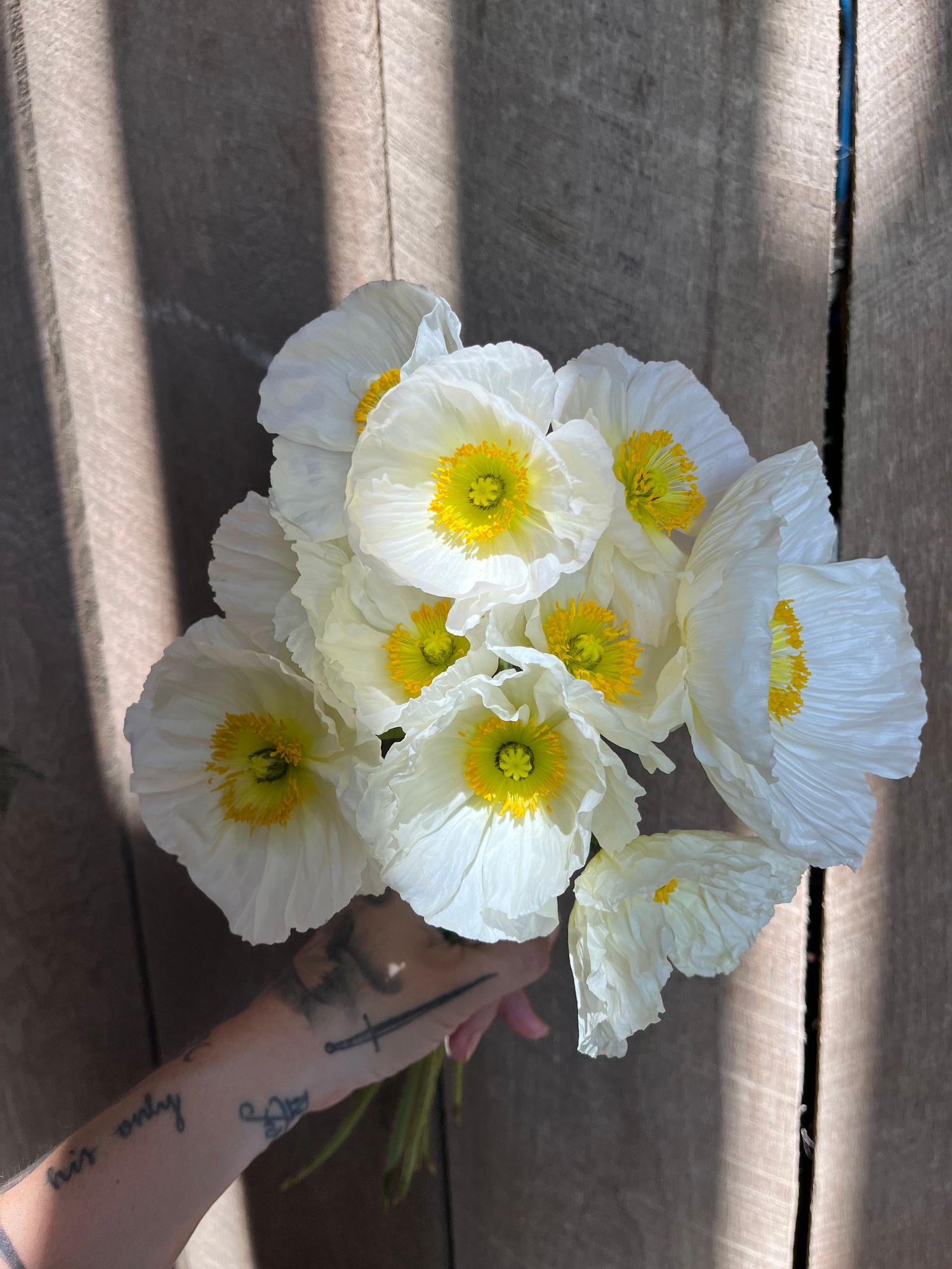 PAPAVER