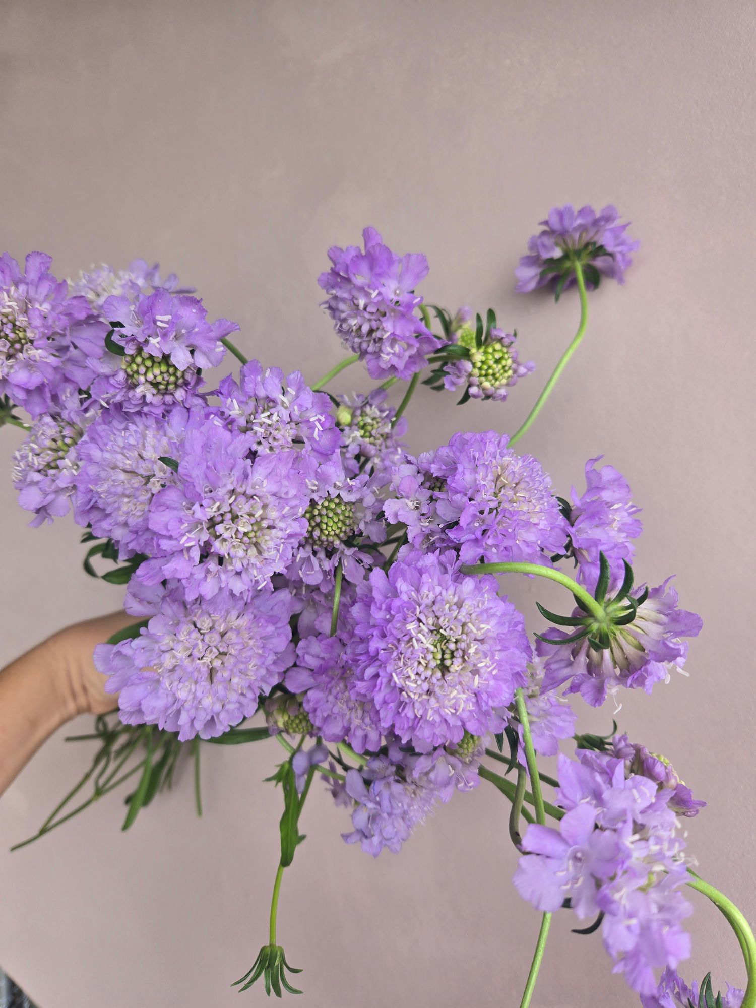 SCABIOSA