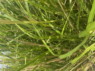 MISCANTHUS sinensis zebrinus