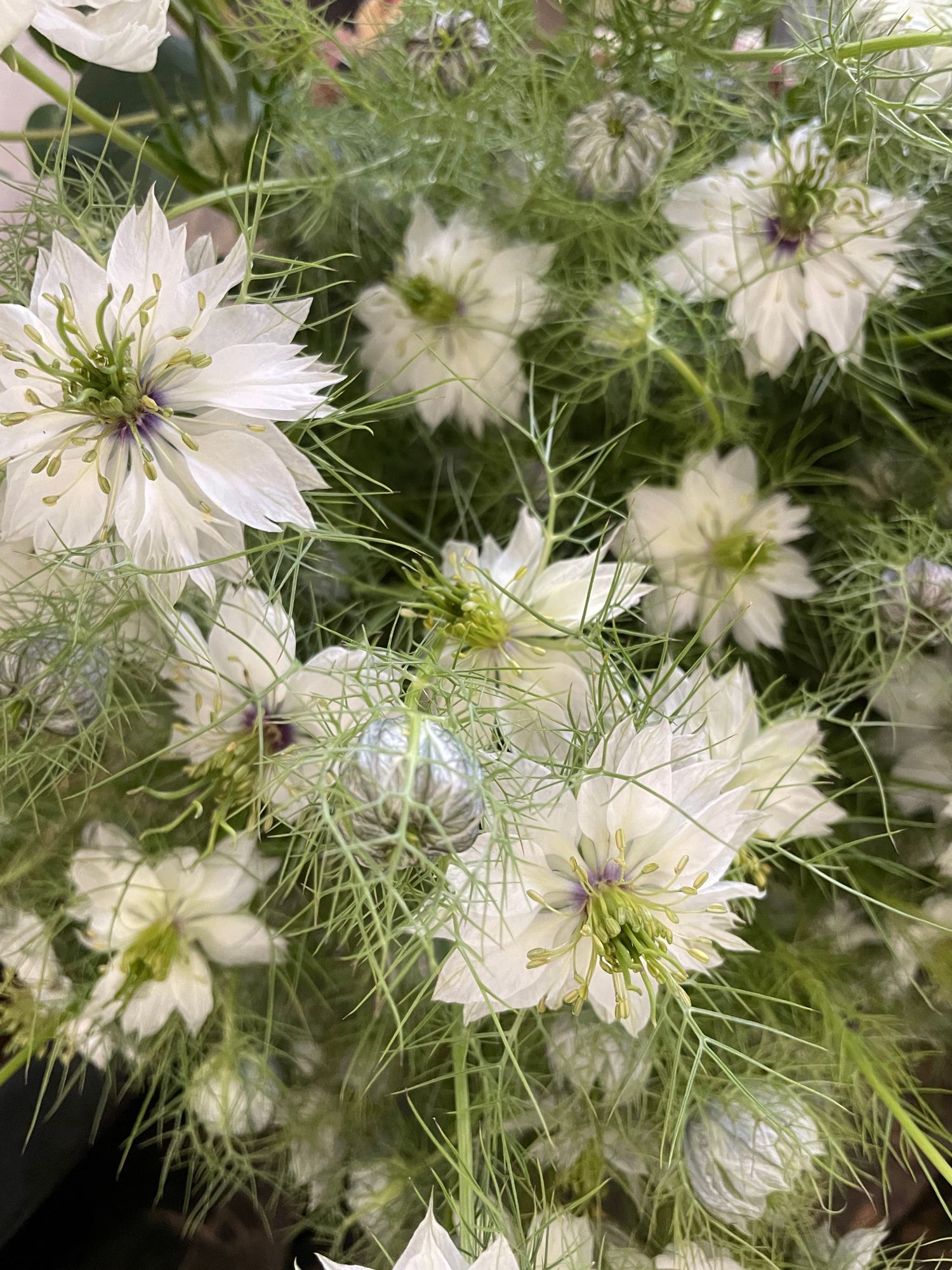 NIGELLA damascena Miss Jekyll
