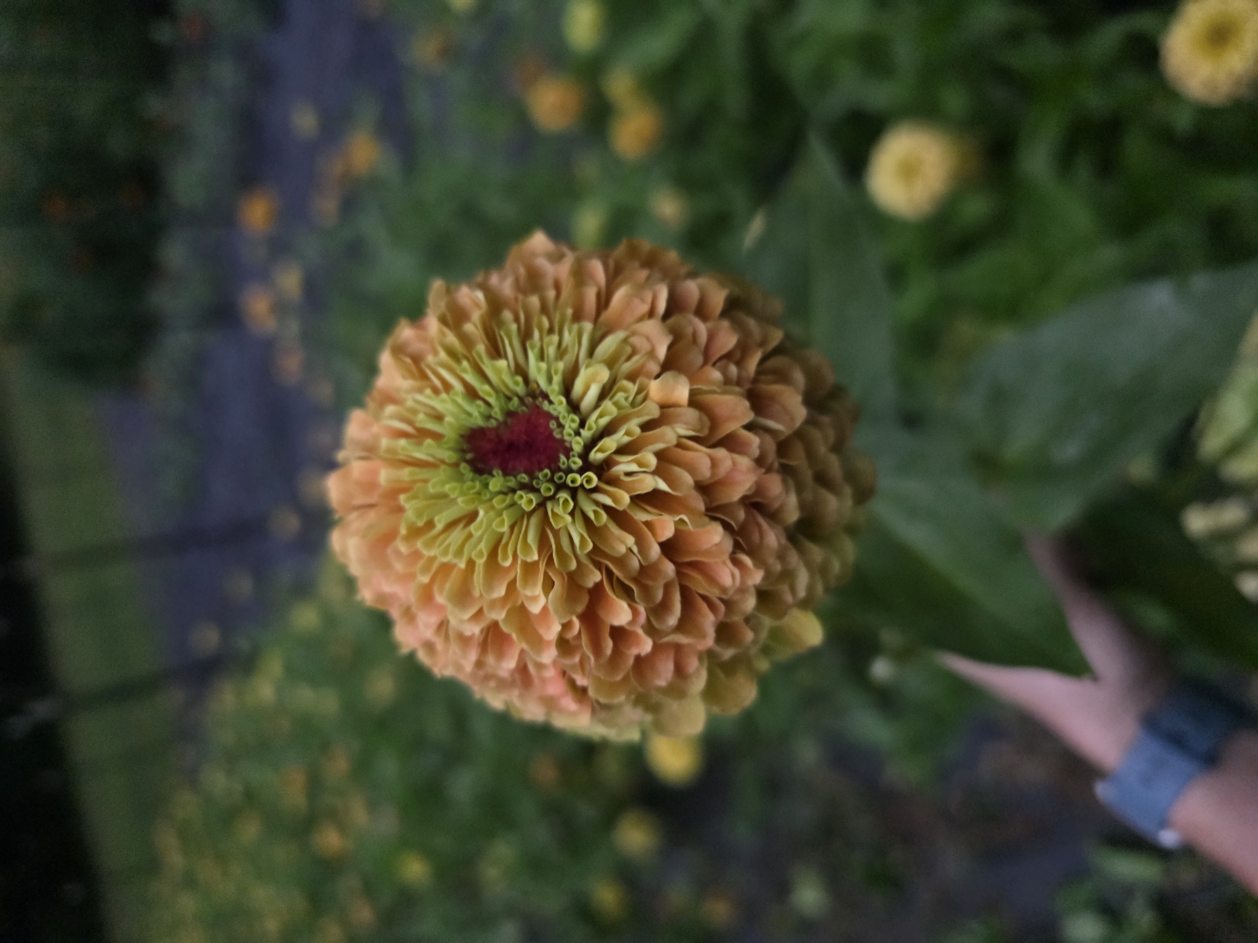 ZINNIA elegans Queeny Lemon Peach