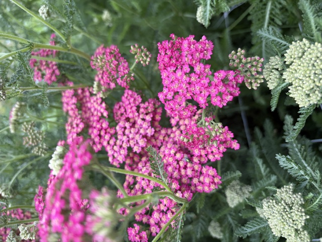 ACHILLEA millefolium Summer Berries