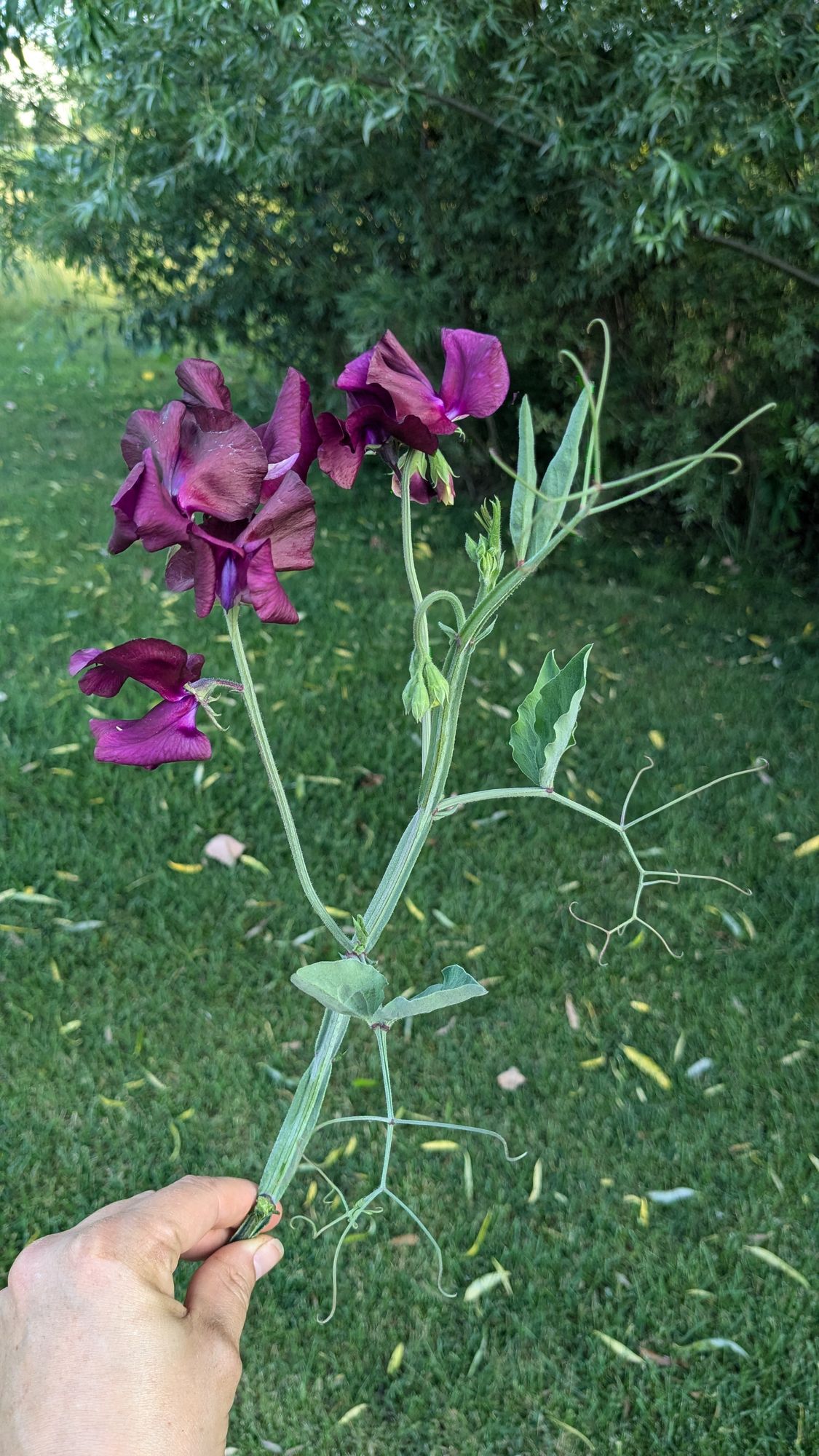 LATHYRUS odoratus Windsor