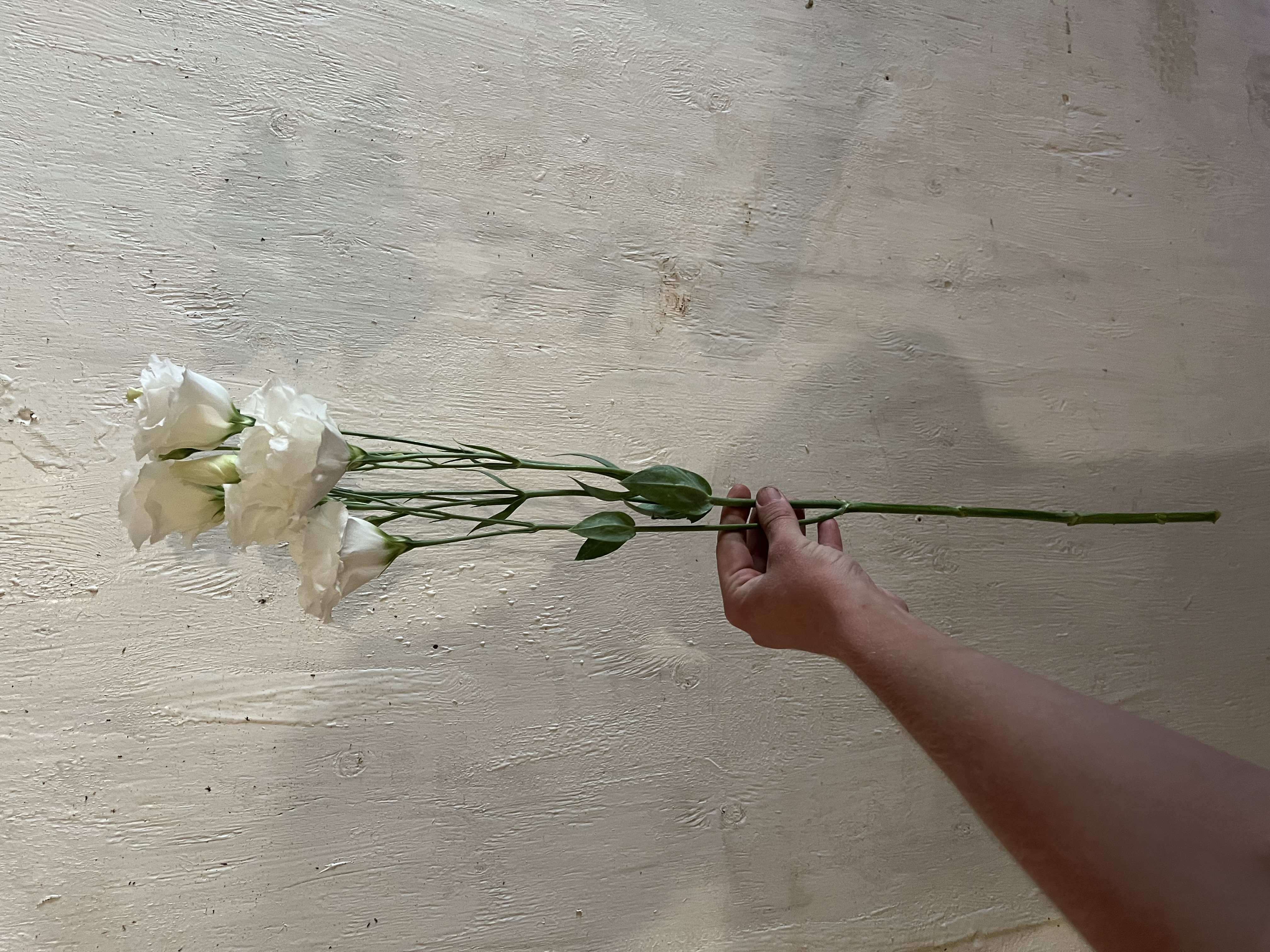 EUSTOMA grandiflorum Echo White