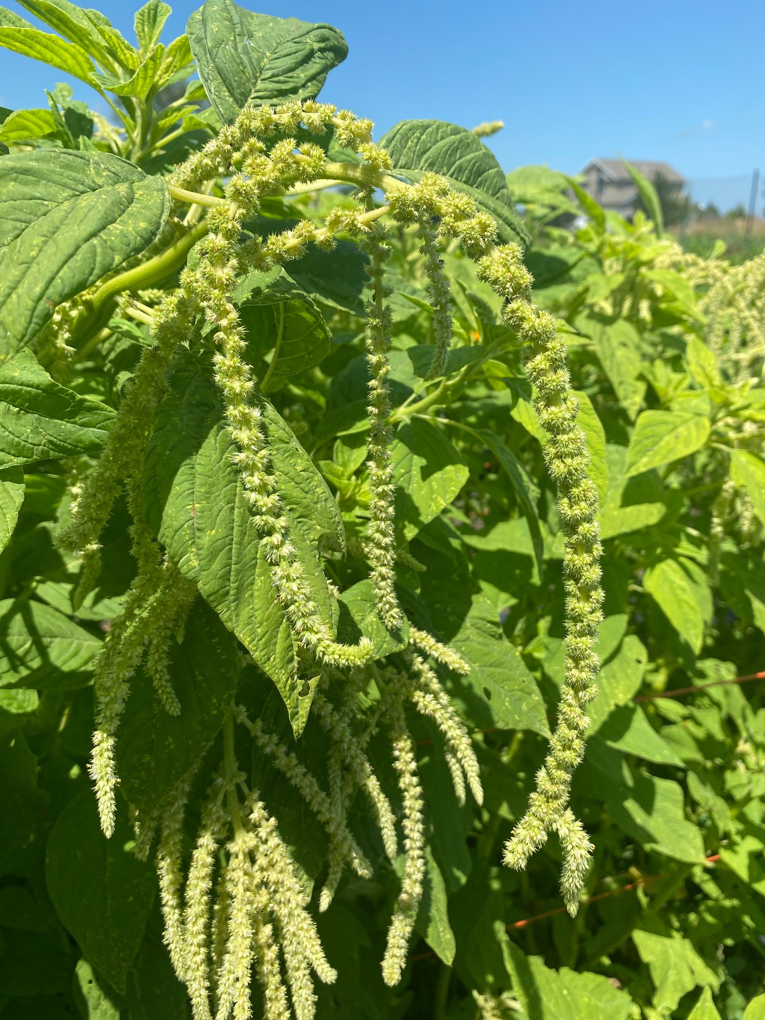 AMARANTHUS caudatus Green Cascade