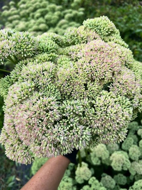 HYLOTELEPHIUM spectabile Autumn Joy