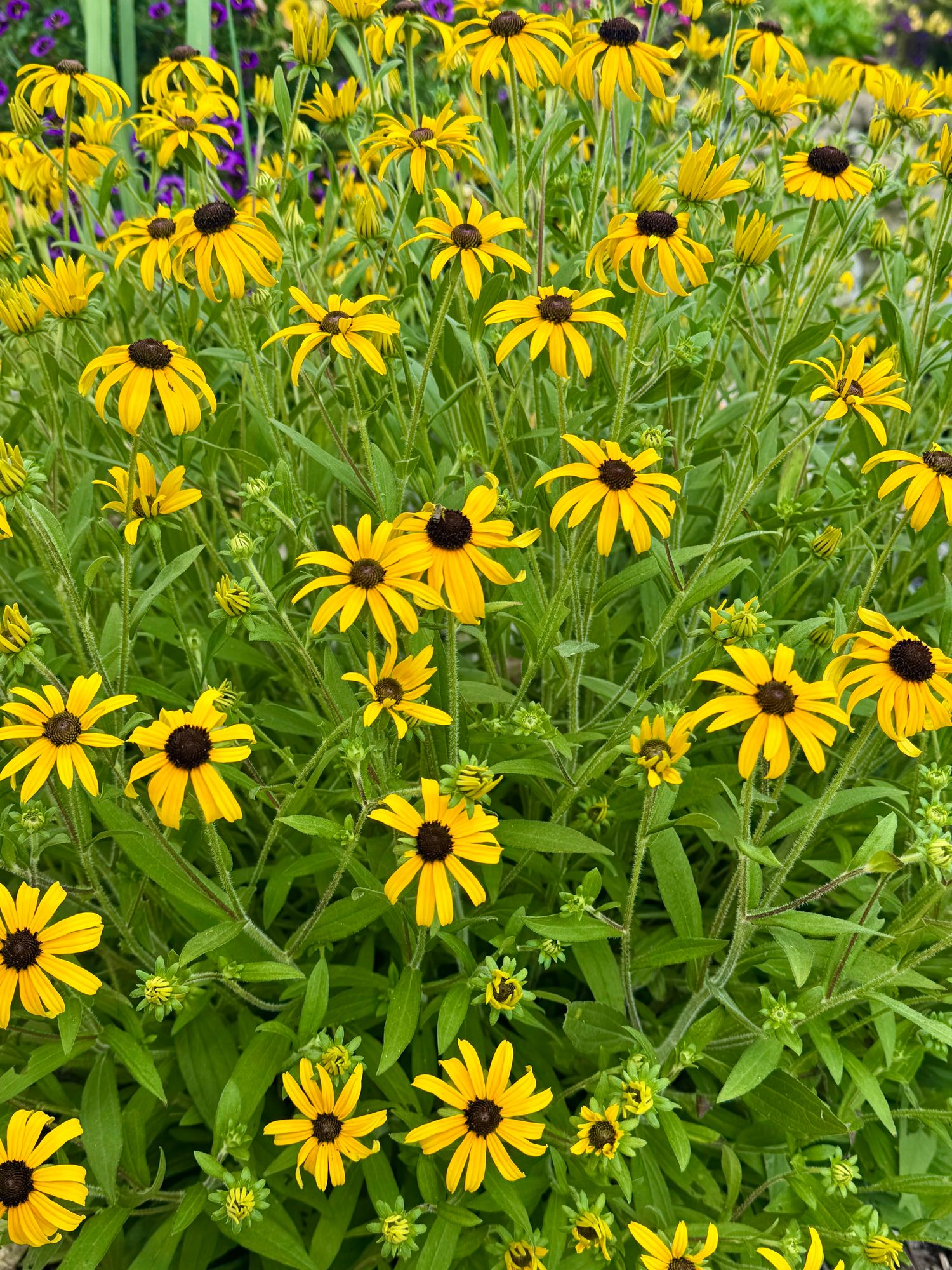 RUDBECKIA hirta