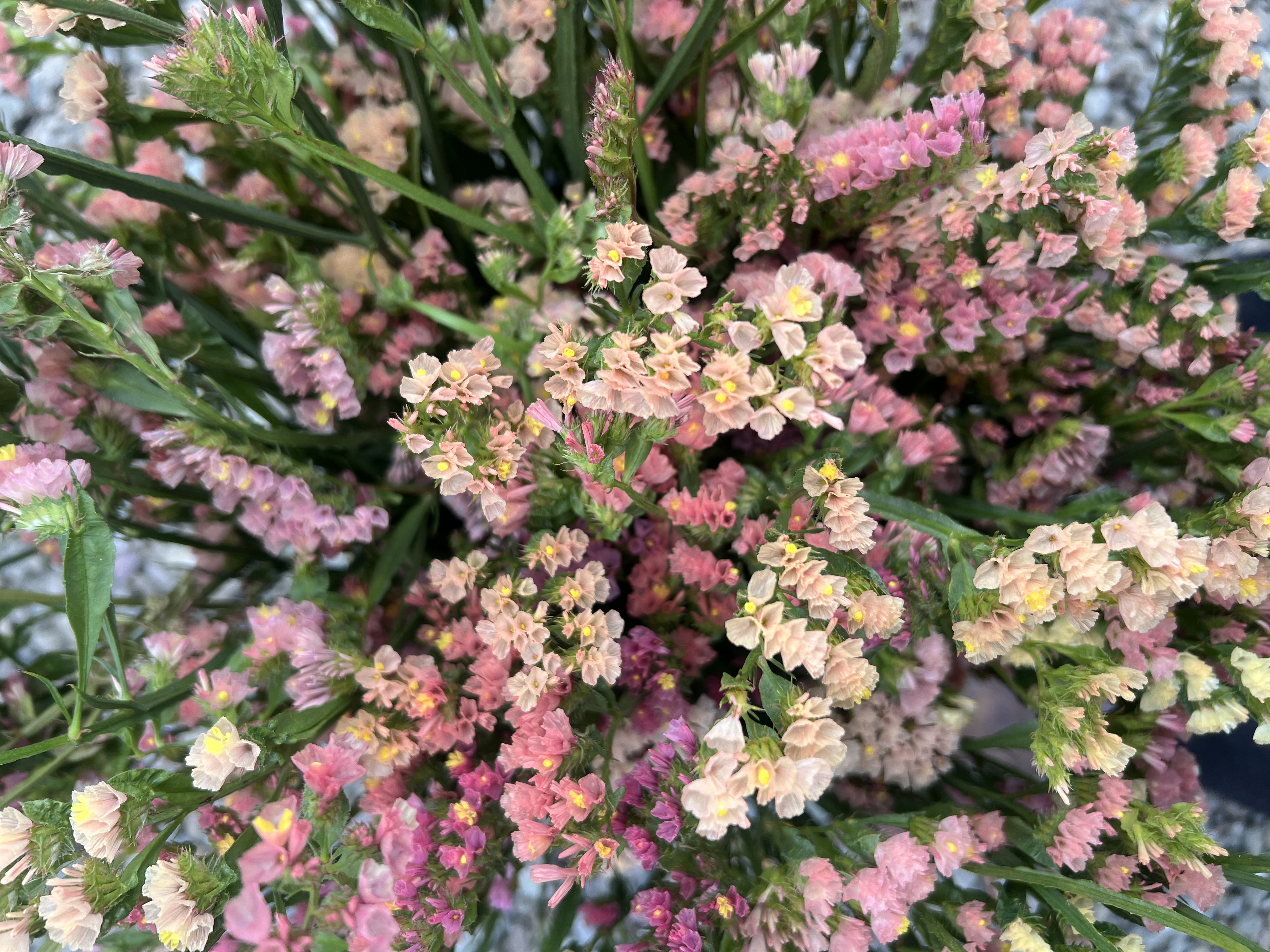 LIMONIUM sinuatum Apricot Beauty
