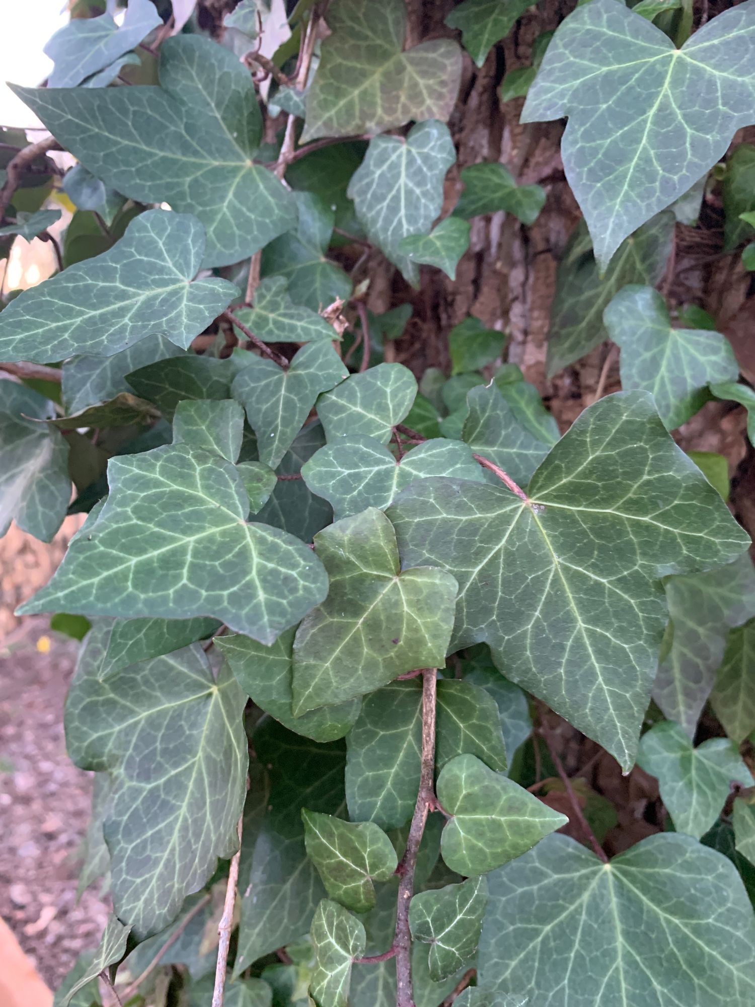 HEDERA helix Variegata