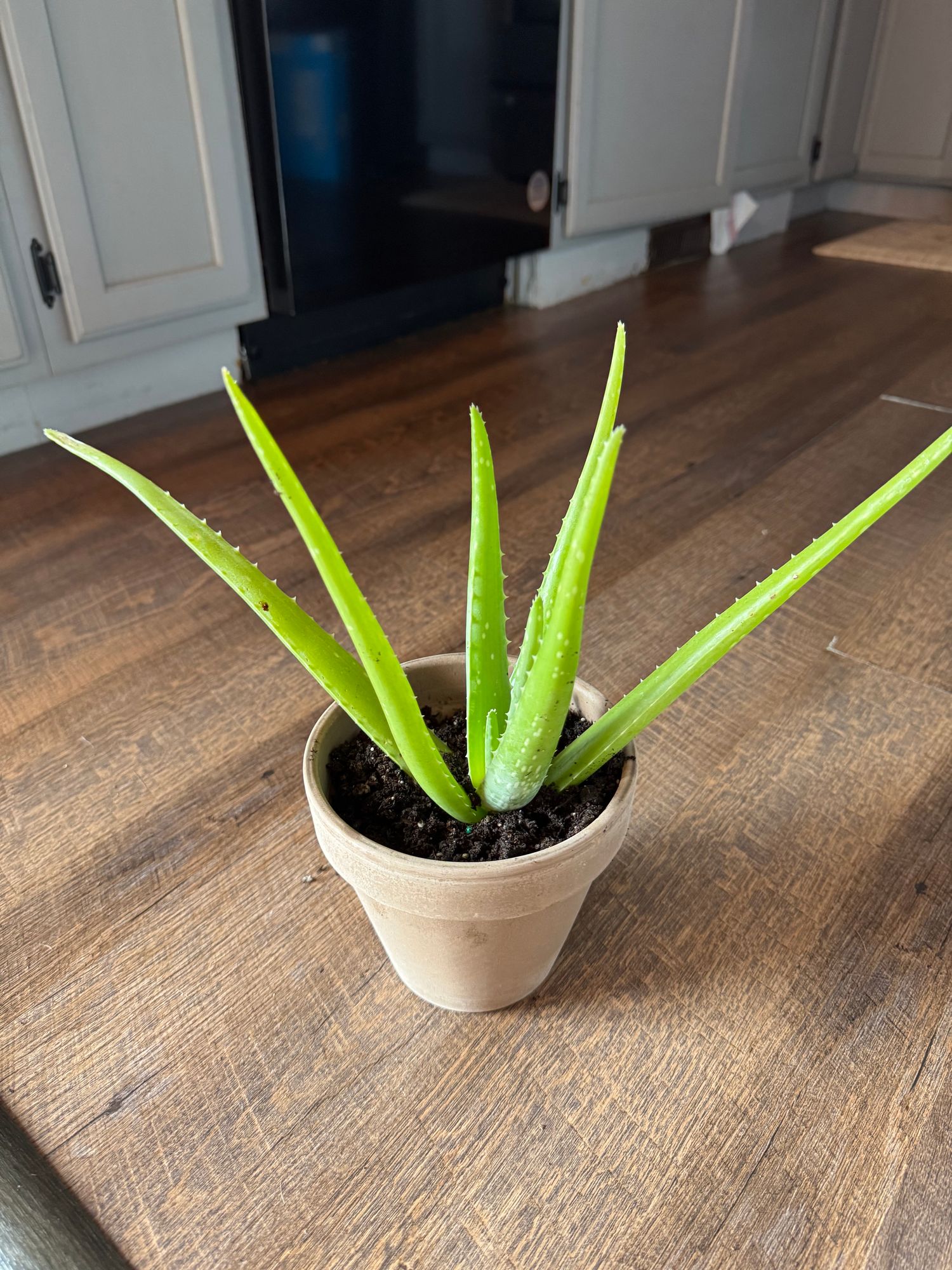 Aloe Plant