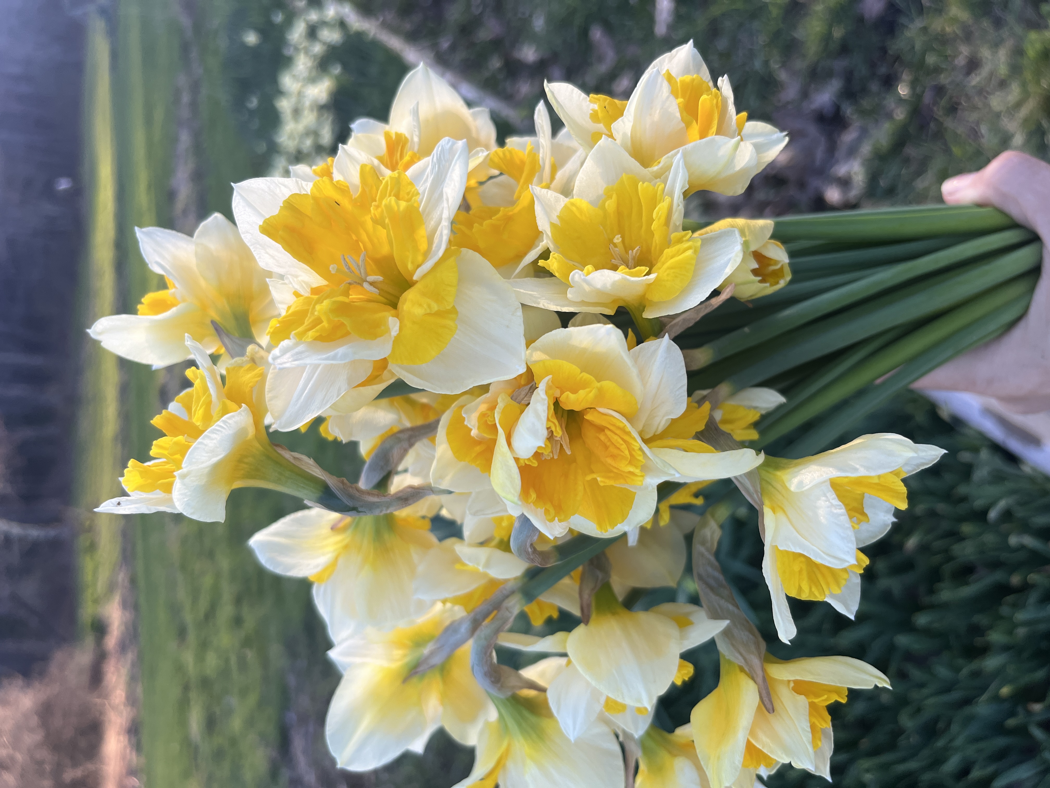 NARCISSUS Orangery