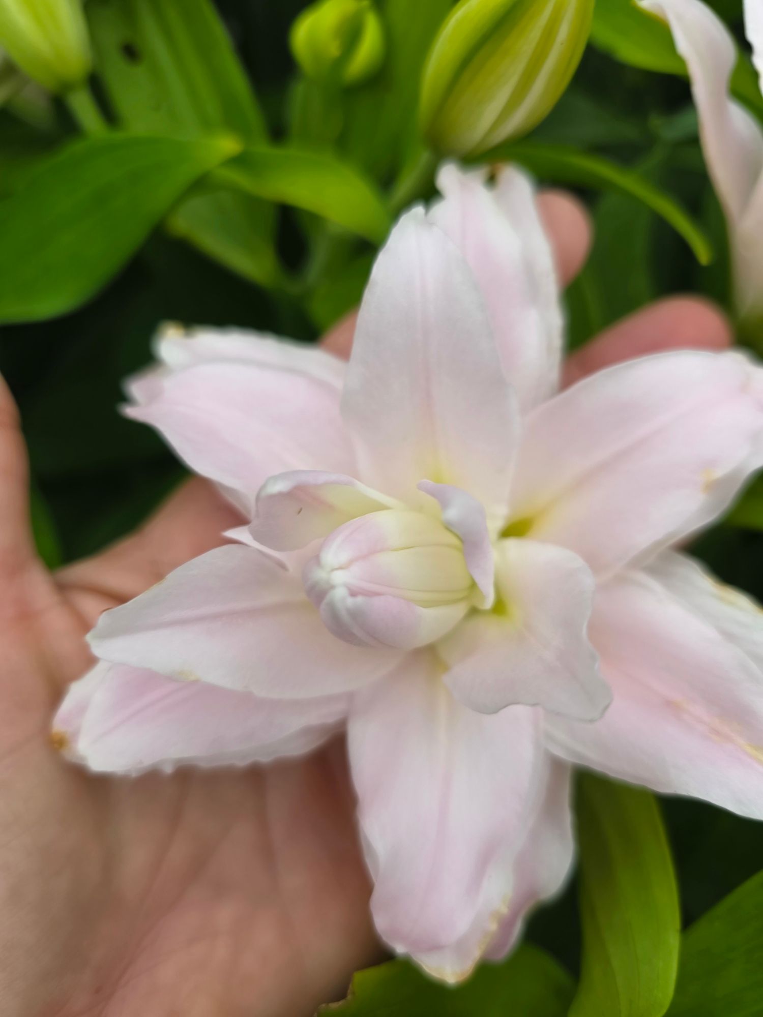 LILIUM x orientalis Anouska