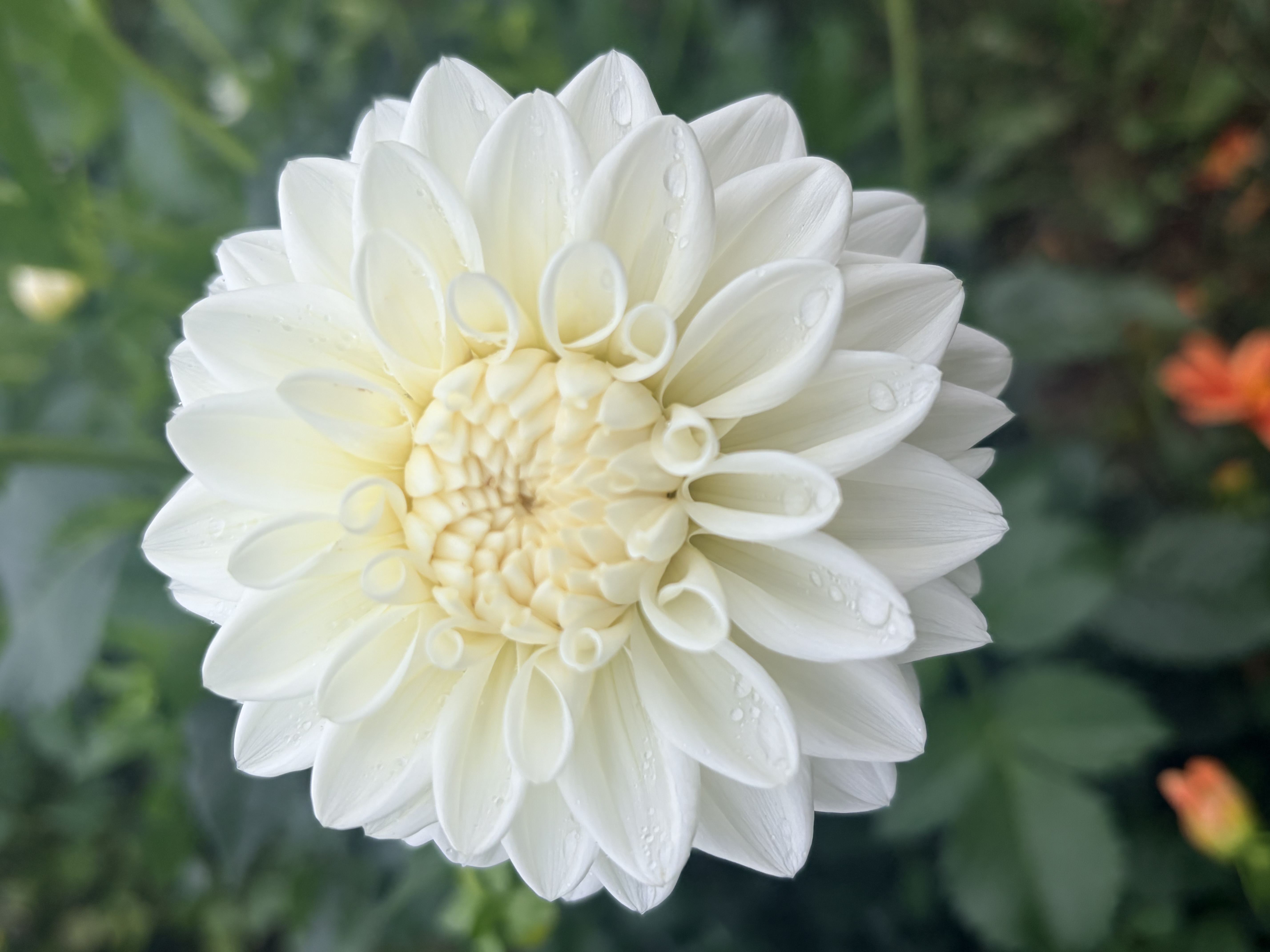 DAHLIA