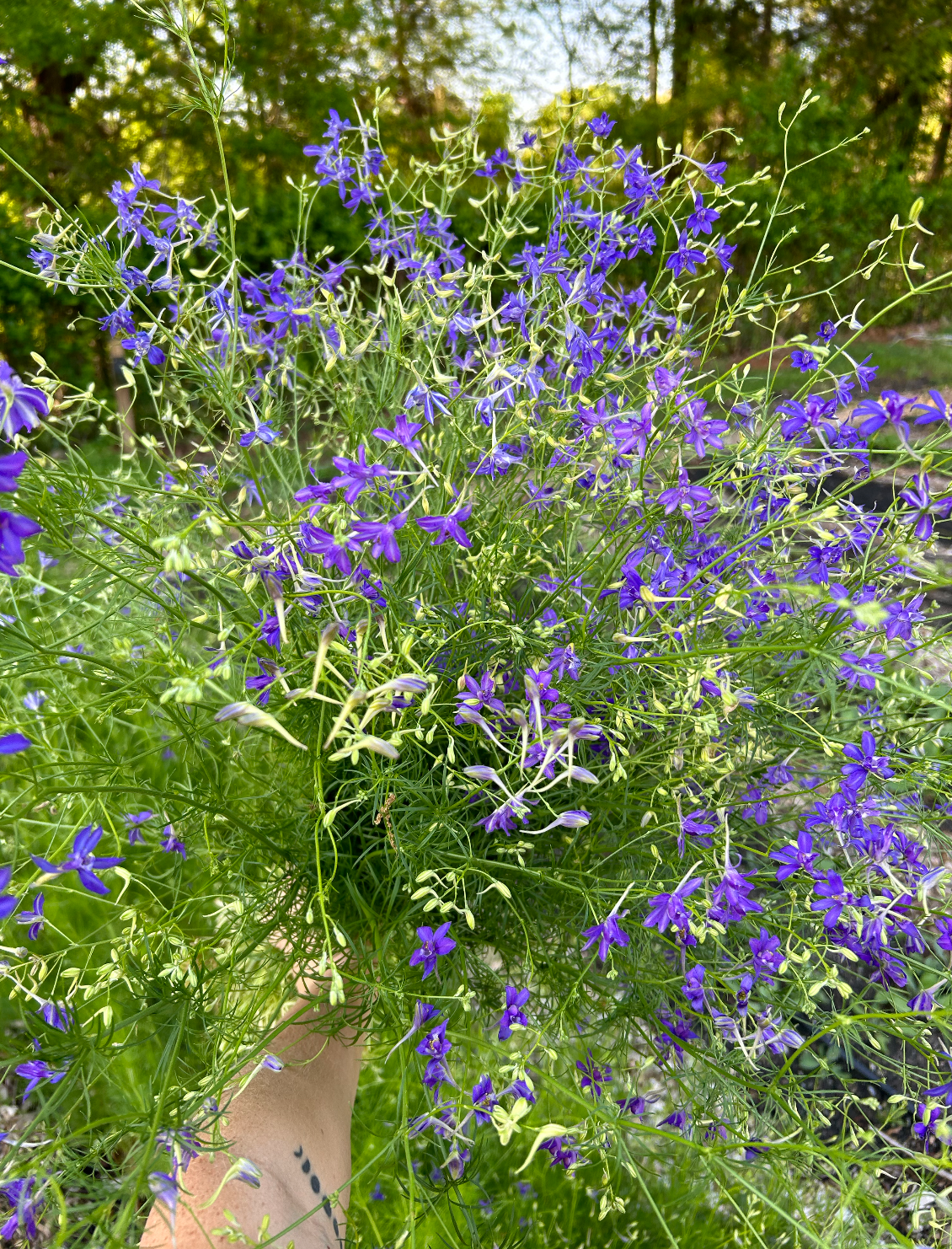 CONSOLIDA regalis Blue Cloud