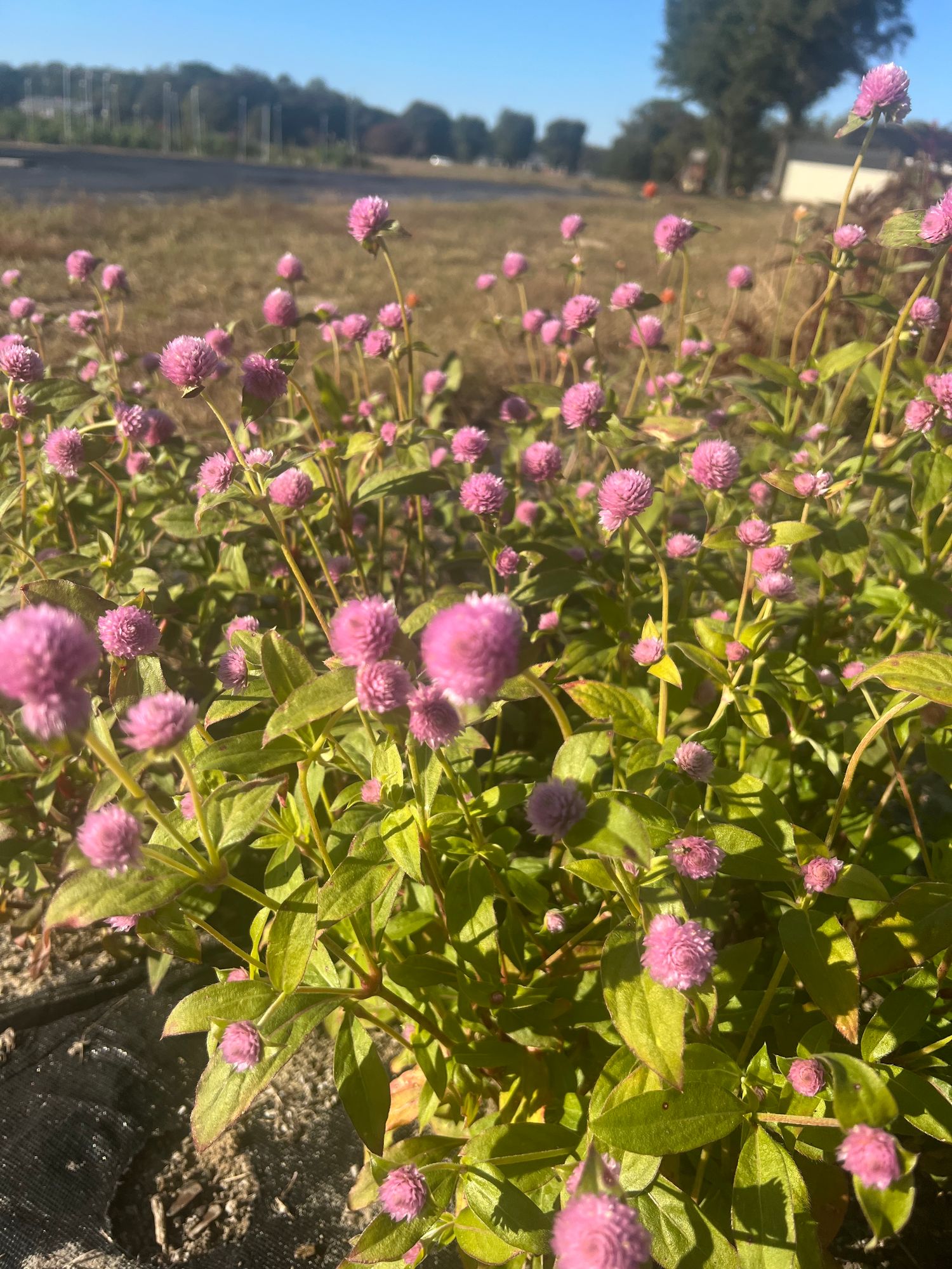 GOMPHRENA globosa QIS Lilac