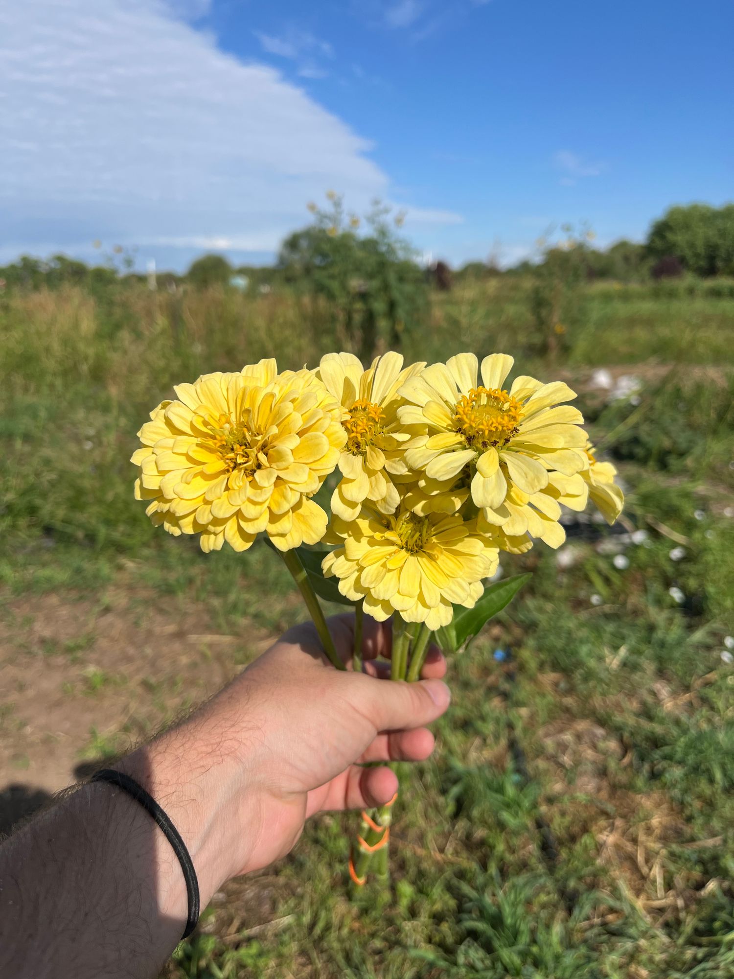 ZINNIA elegans Giant Dahlia Creamy Yellow
