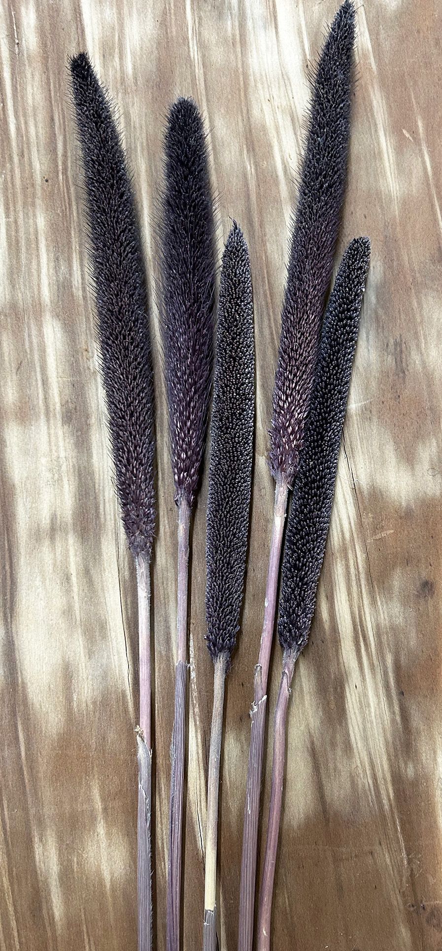 PENNISETUM glaucum Purple Majesty