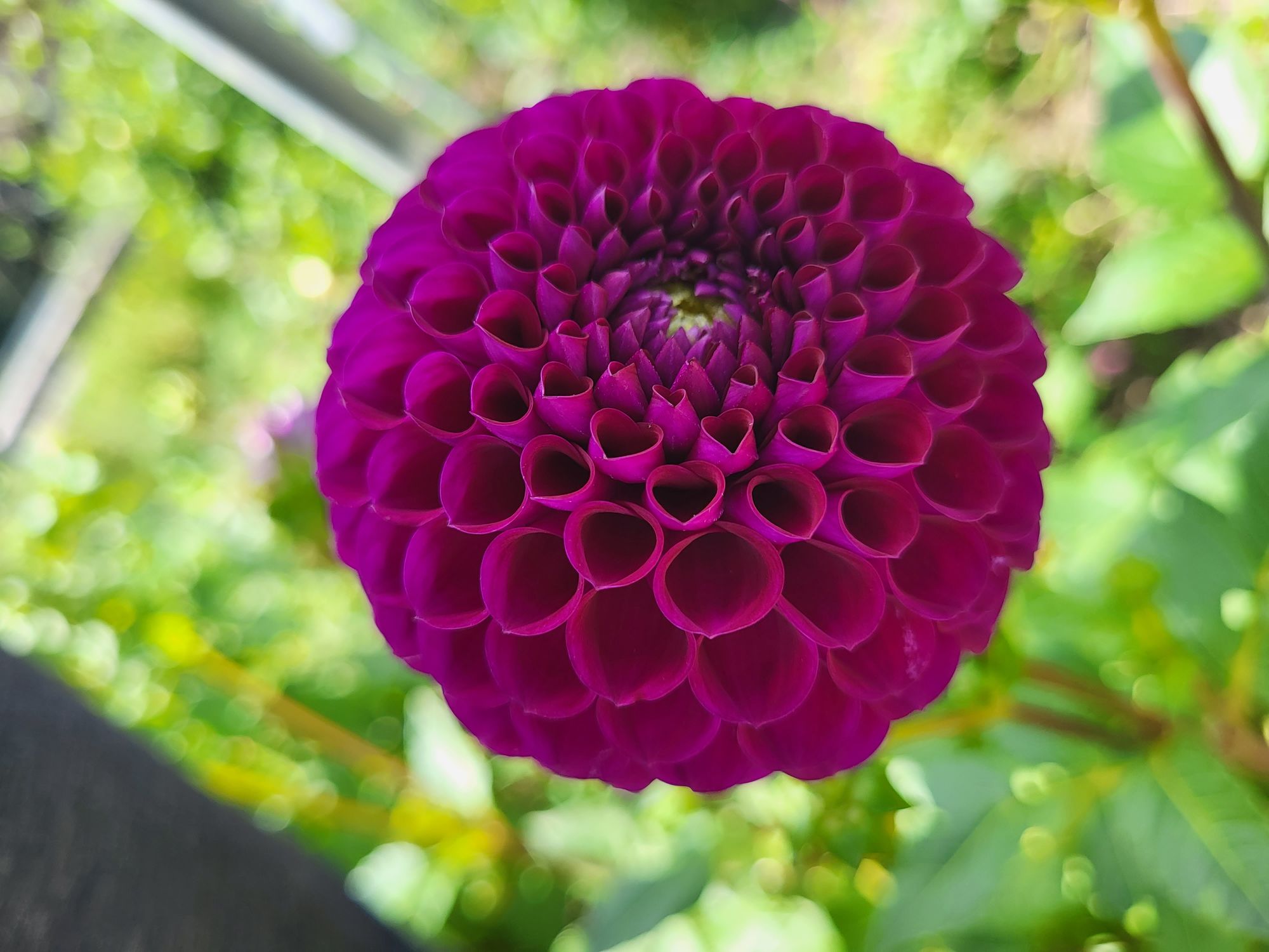 DAHLIA Ball