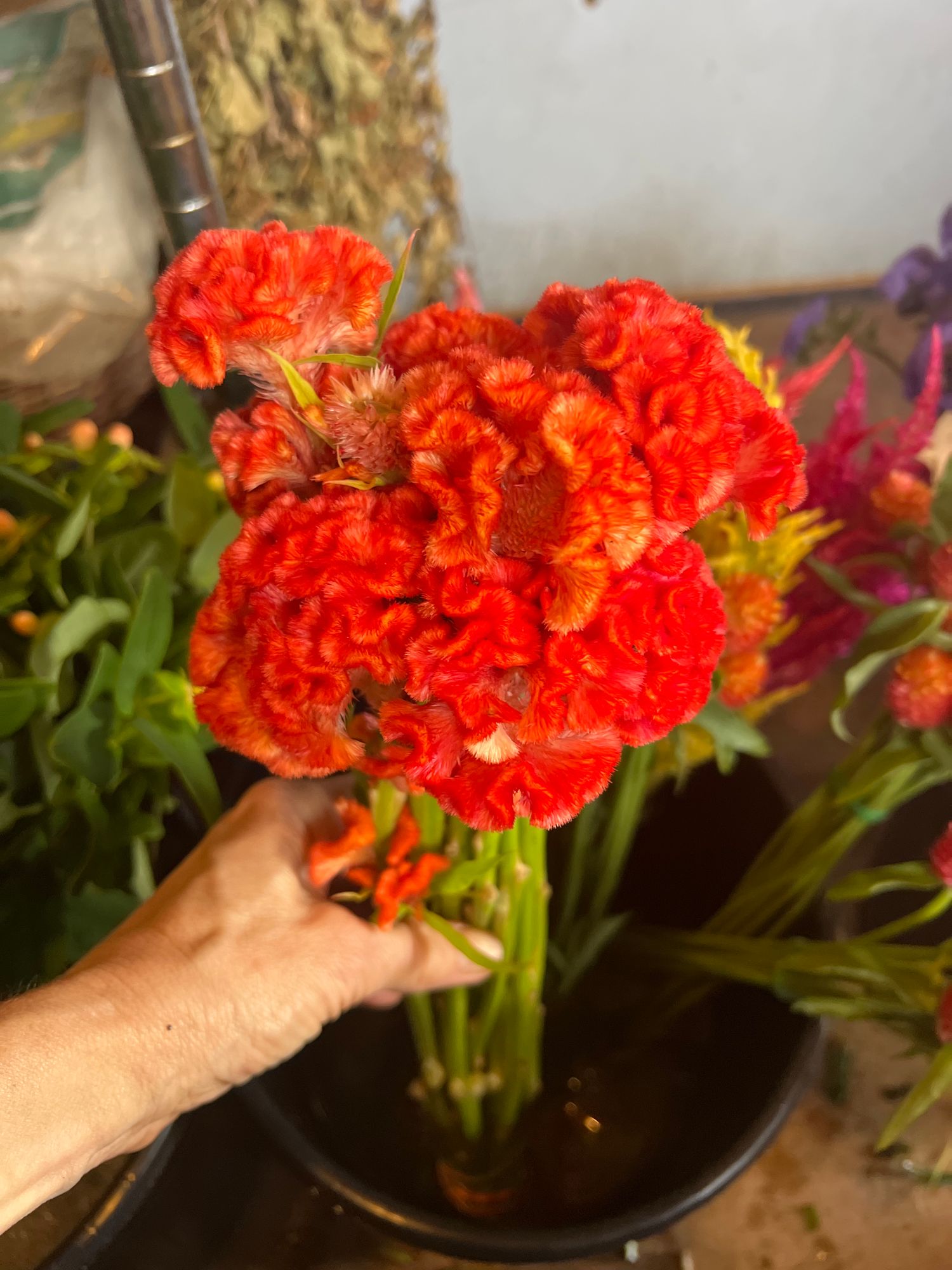 CELOSIA argentea var. cristata Chief Persimmon