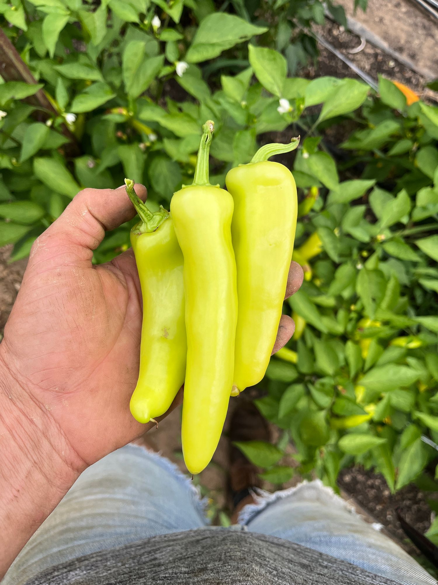 Peppers, Hungarian Hot Wax
