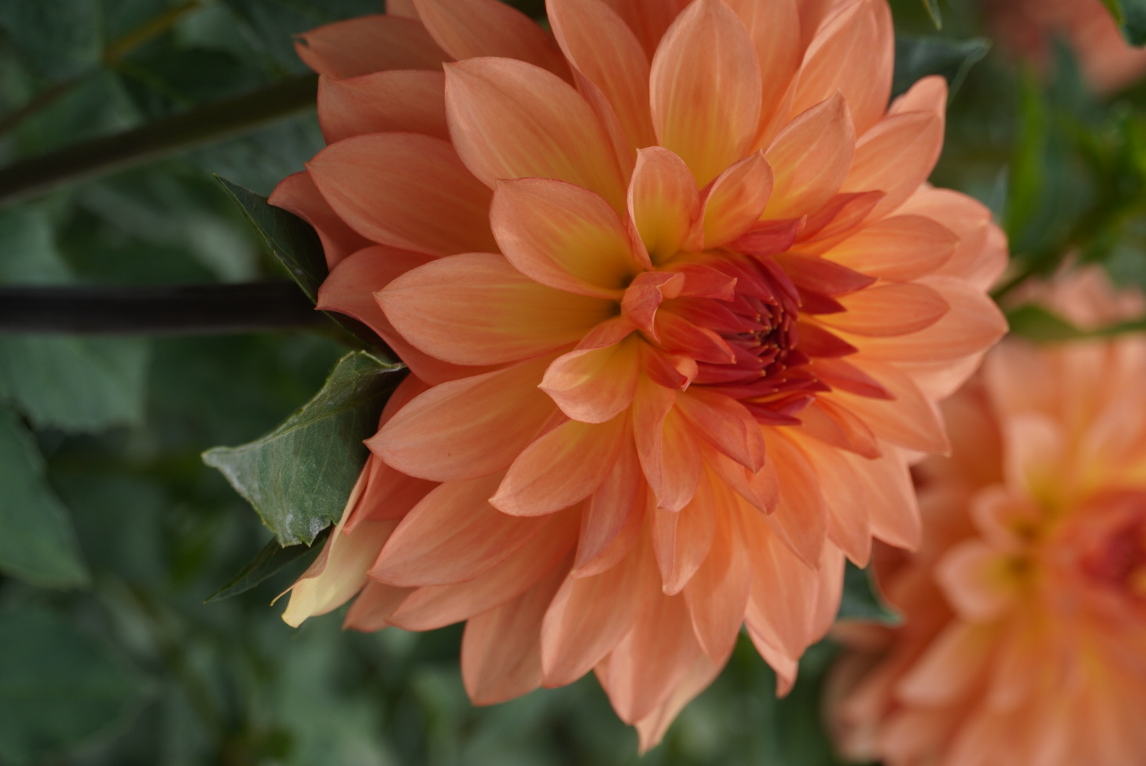 DAHLIA