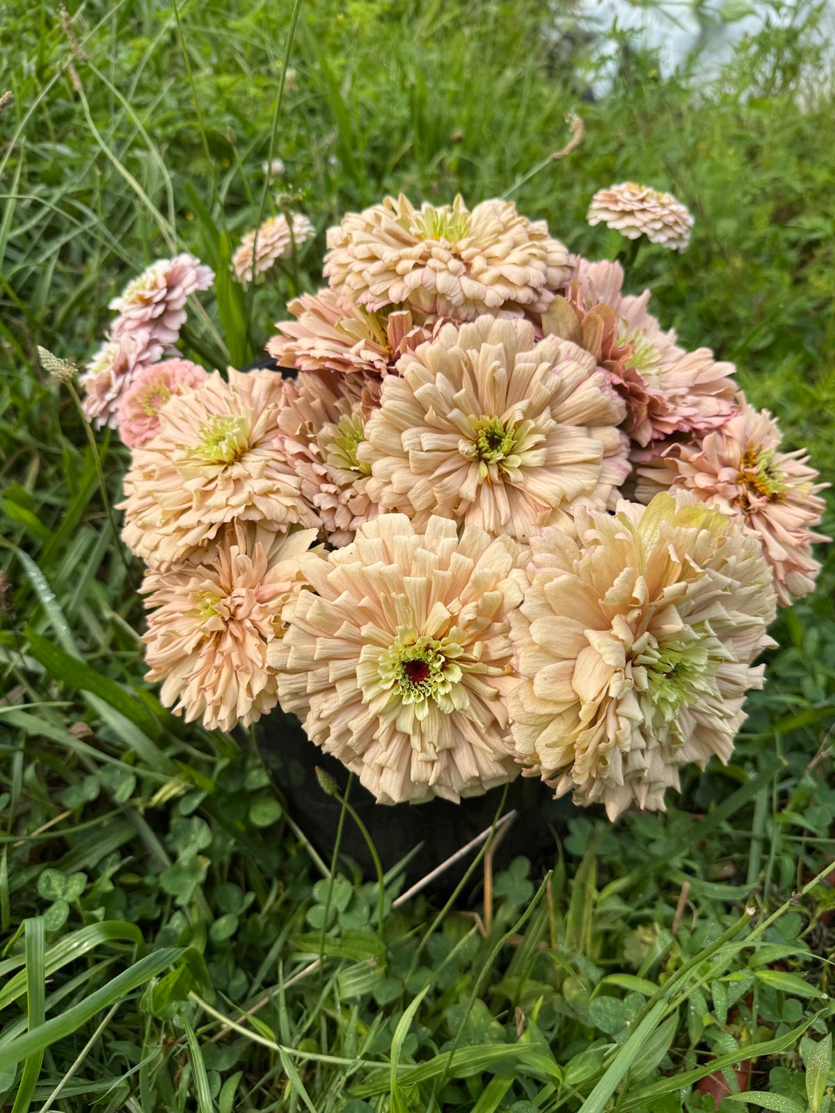 ZINNIA elegans Ballerina