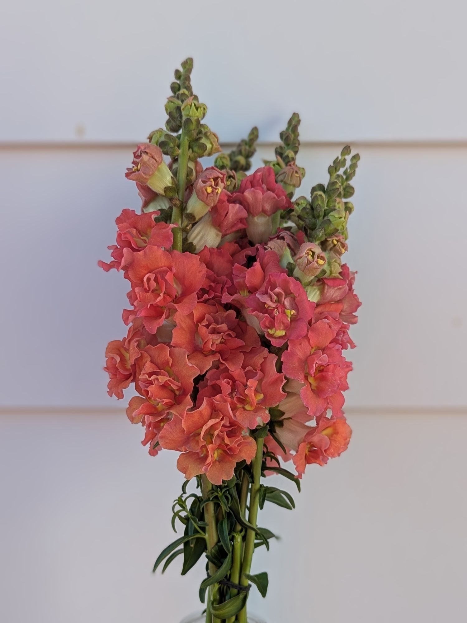 ANTIRRHINUM majus Madame Butterfly Bronze with White