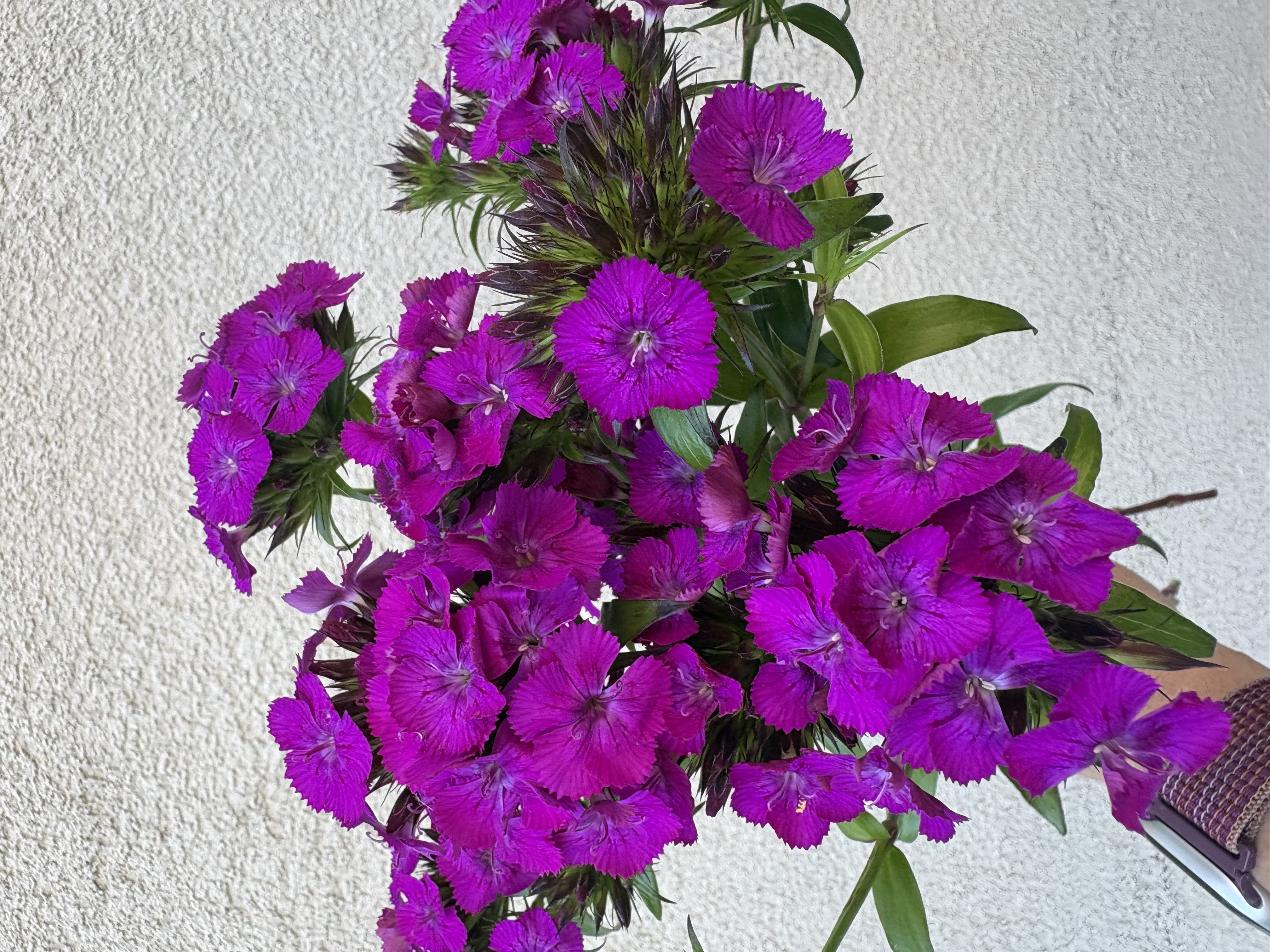 DIANTHUS barbatus Amazon Neon Purple