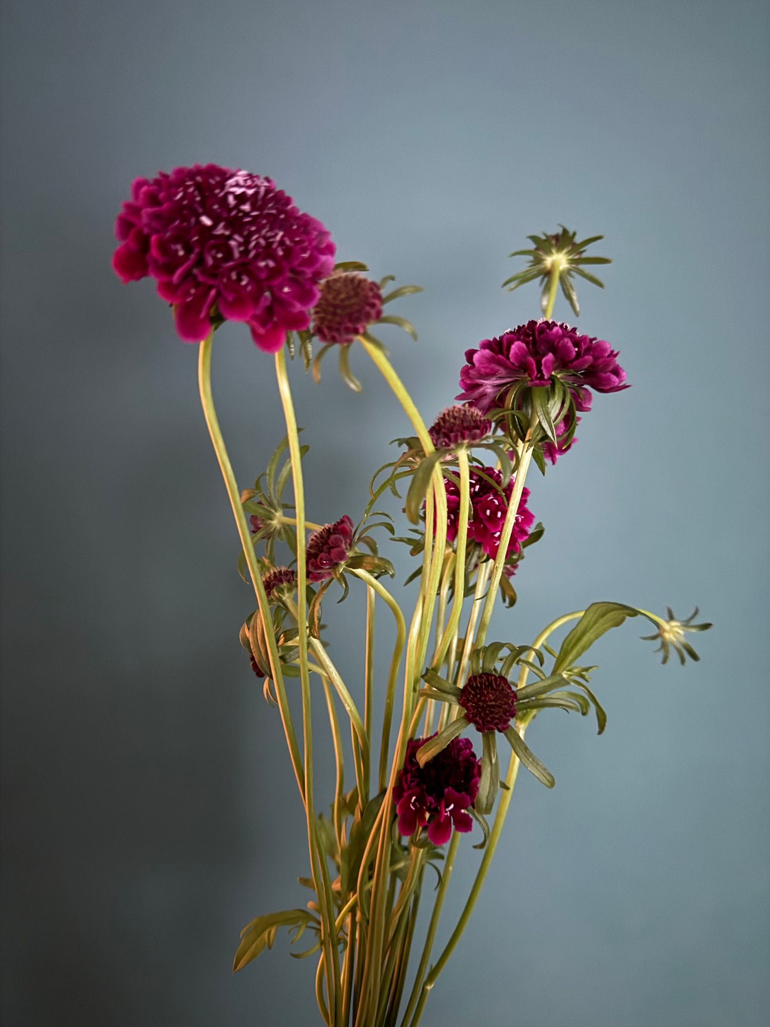 SCABIOSA atropurpurea x caucasica Scoop