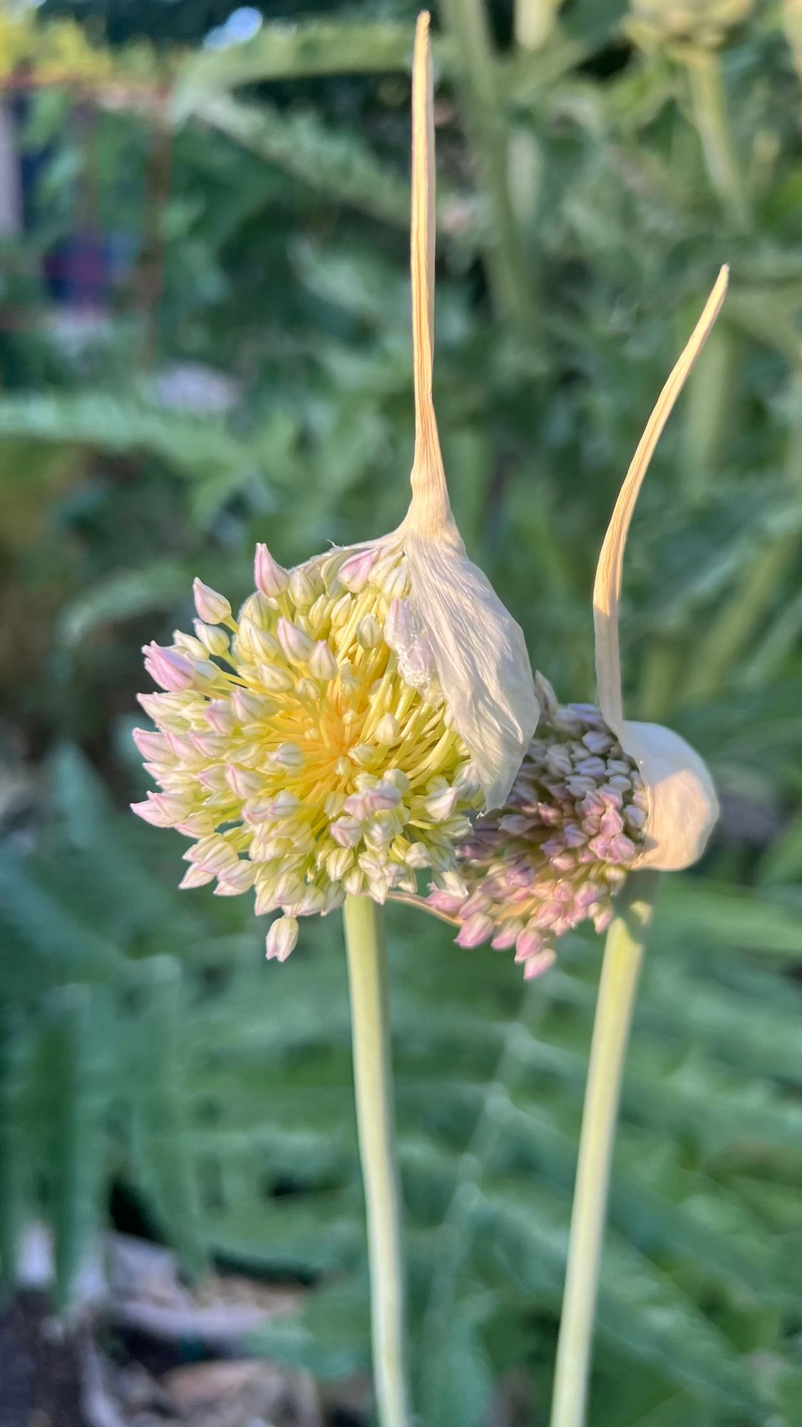 ALLIUM sativum var. ophioscorodon