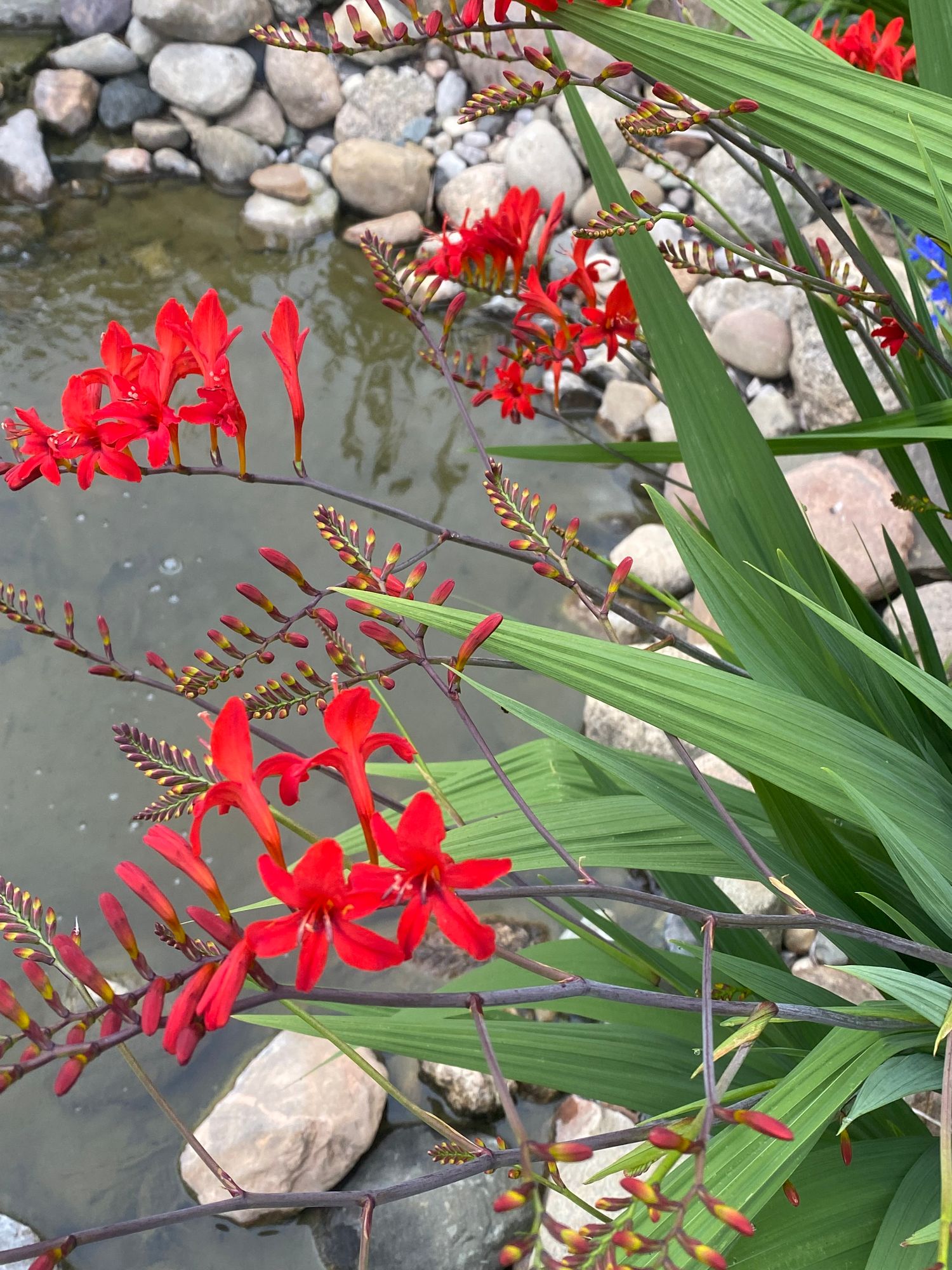 CROCOSMIA masoniorum x paniculata Lucifer