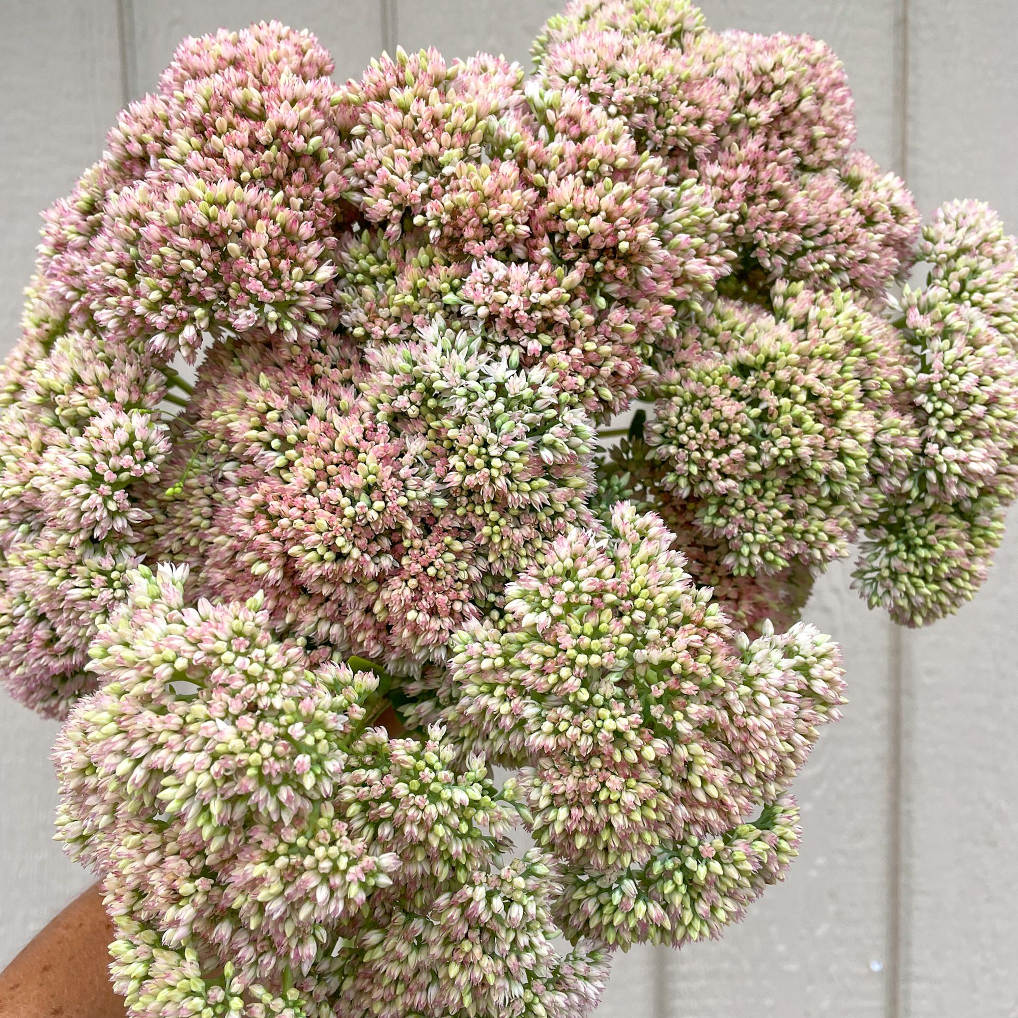 HYLOTELEPHIUM spectabile Autumn Joy