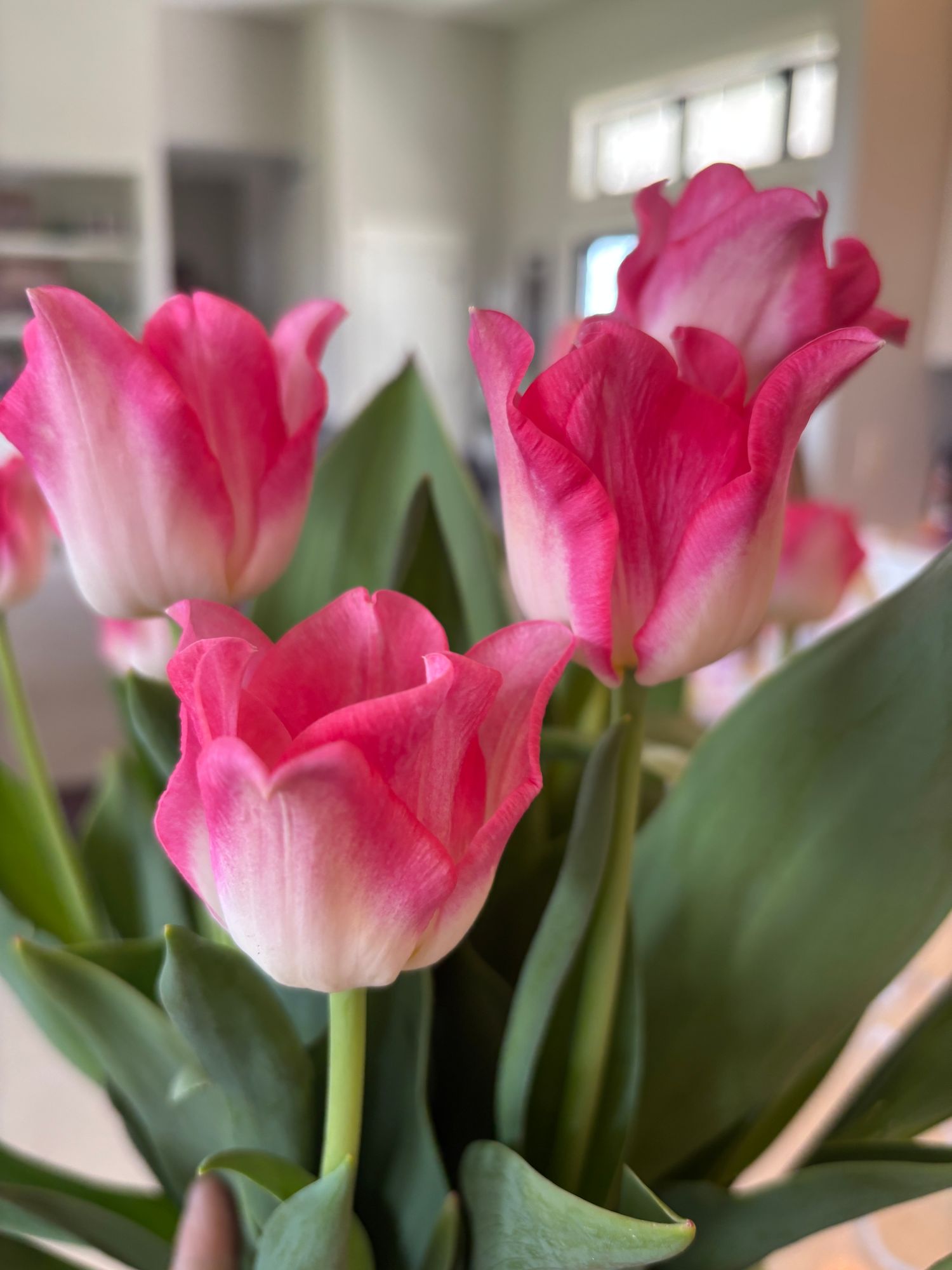 TULIPA