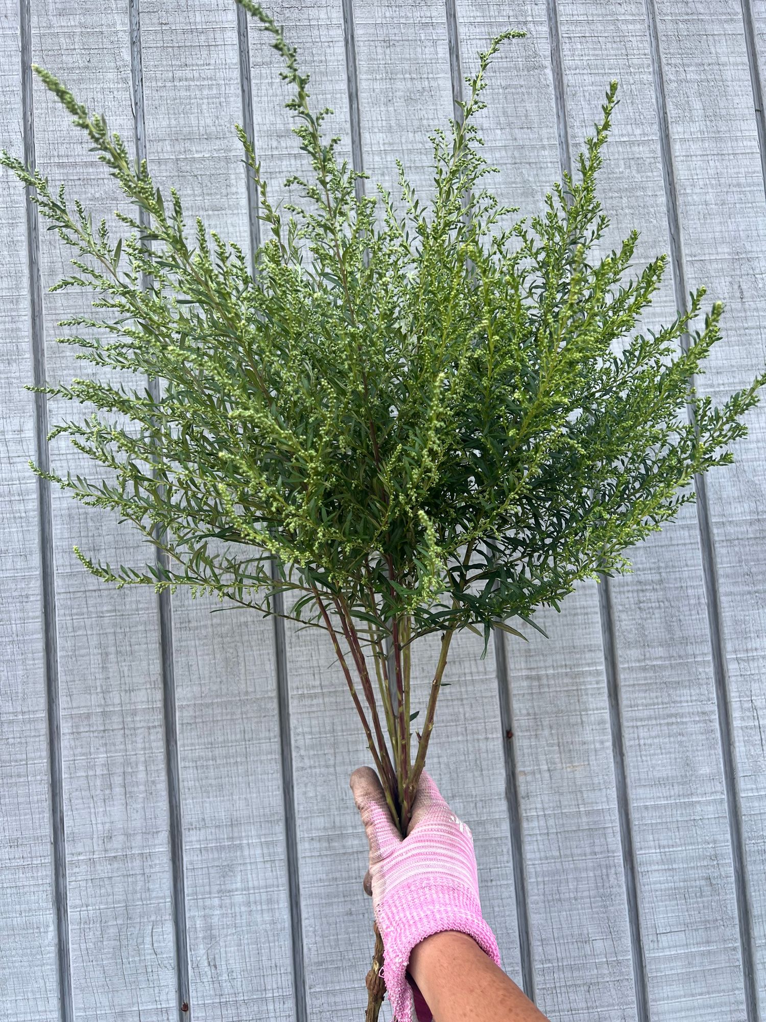 ARTEMISIA absinthium