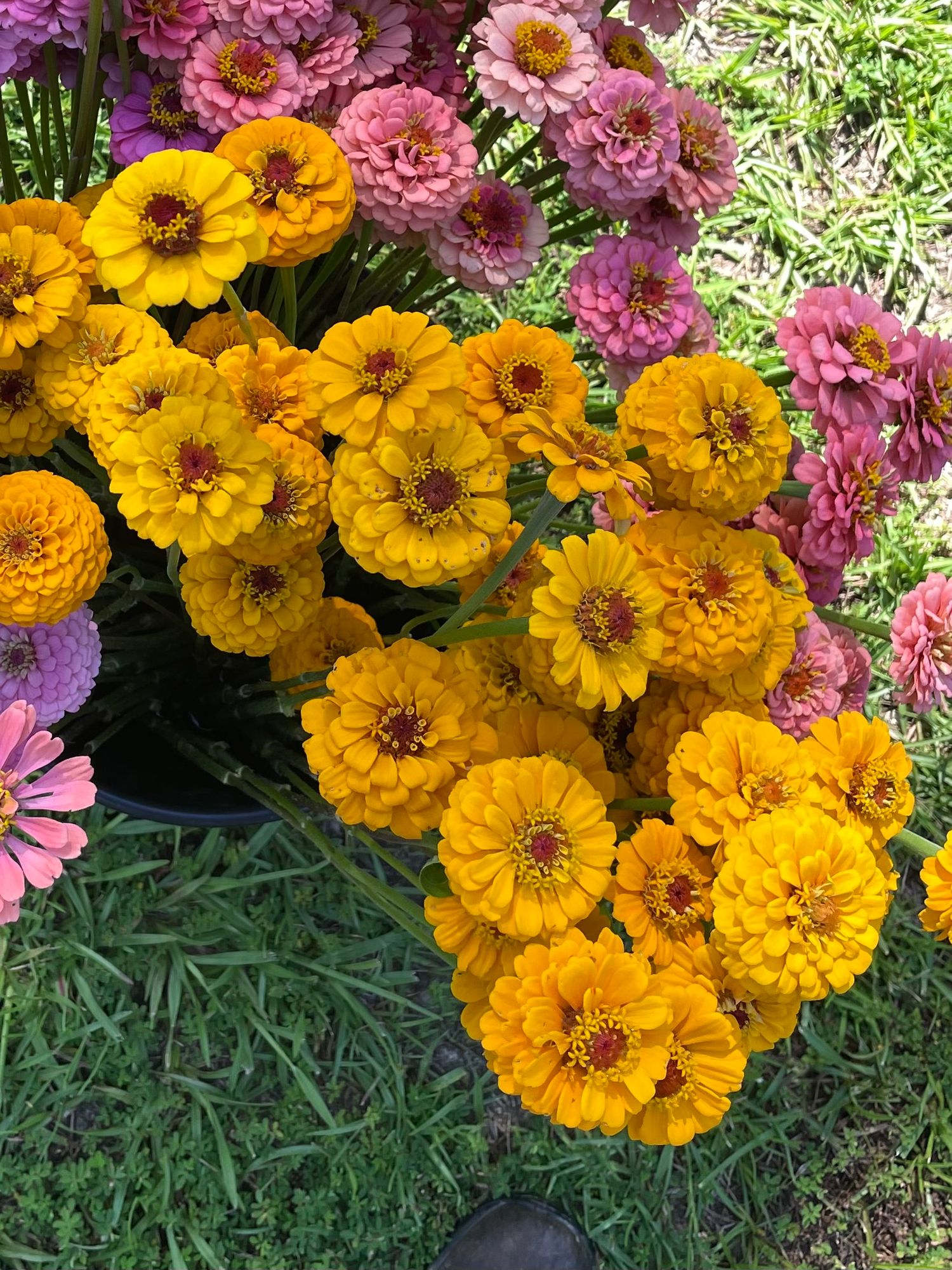 ZINNIA elegans Oklahoma Golden Yellow